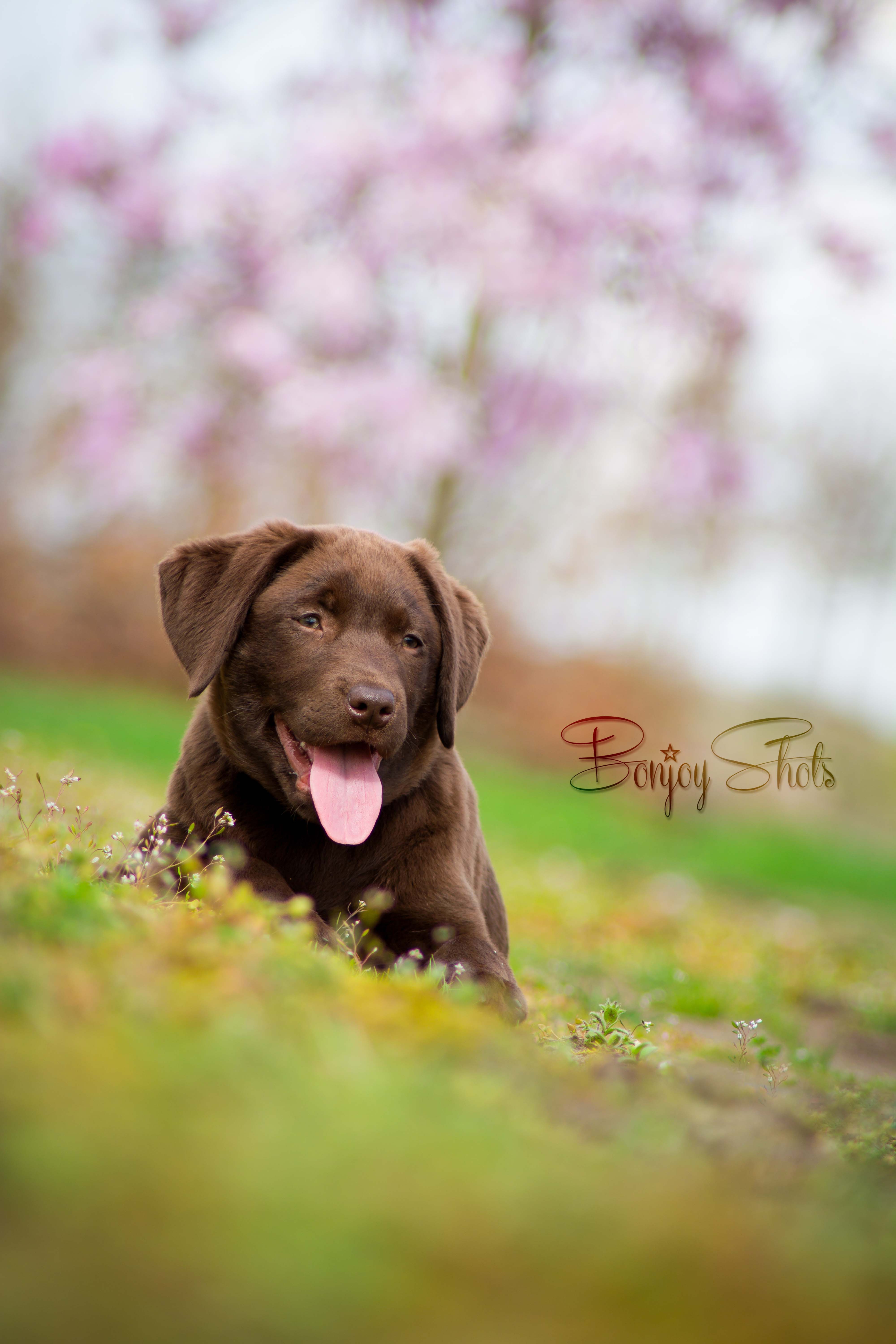 labrador-pup-lente-kriebels