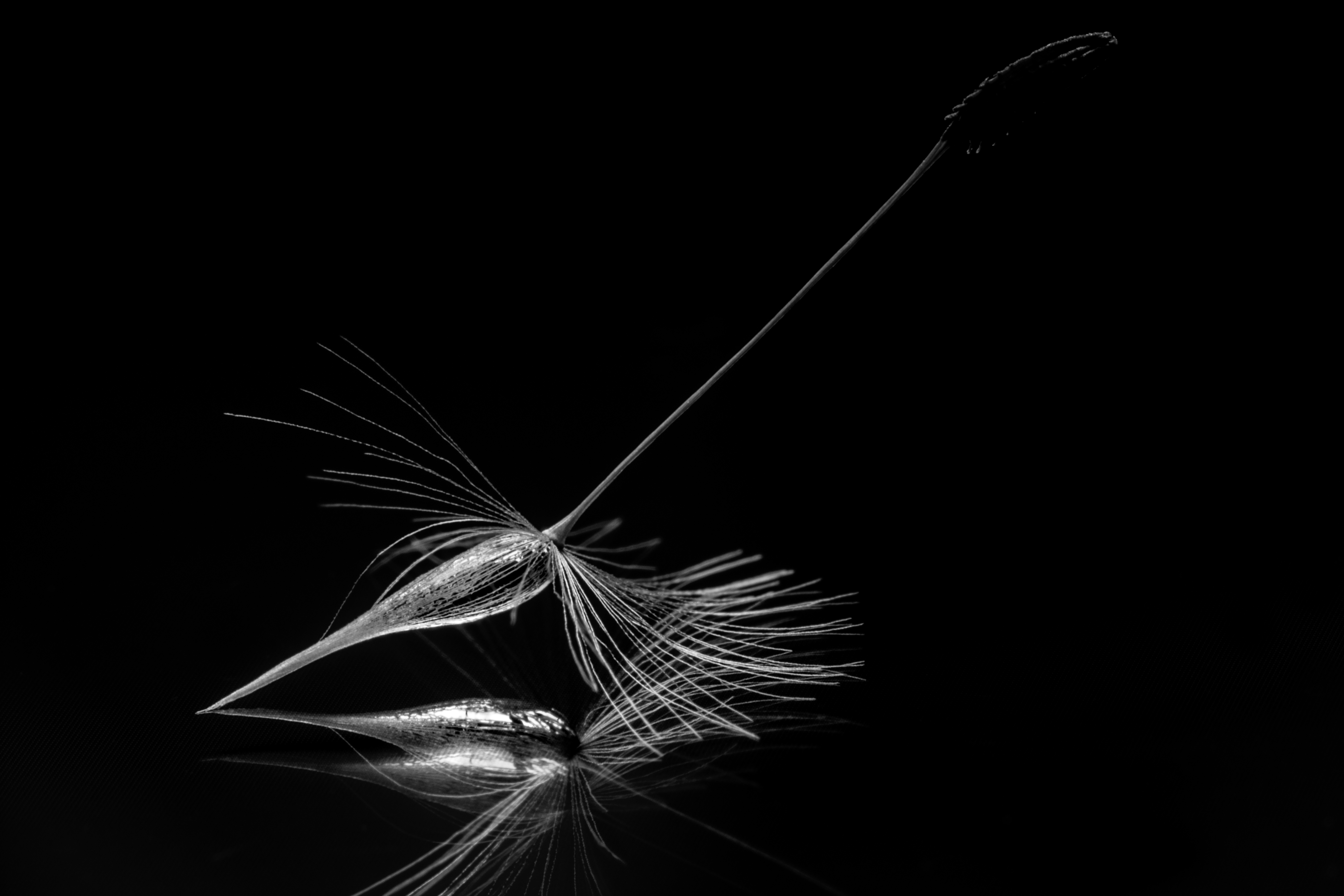 pluisje-van-de-paardebloem