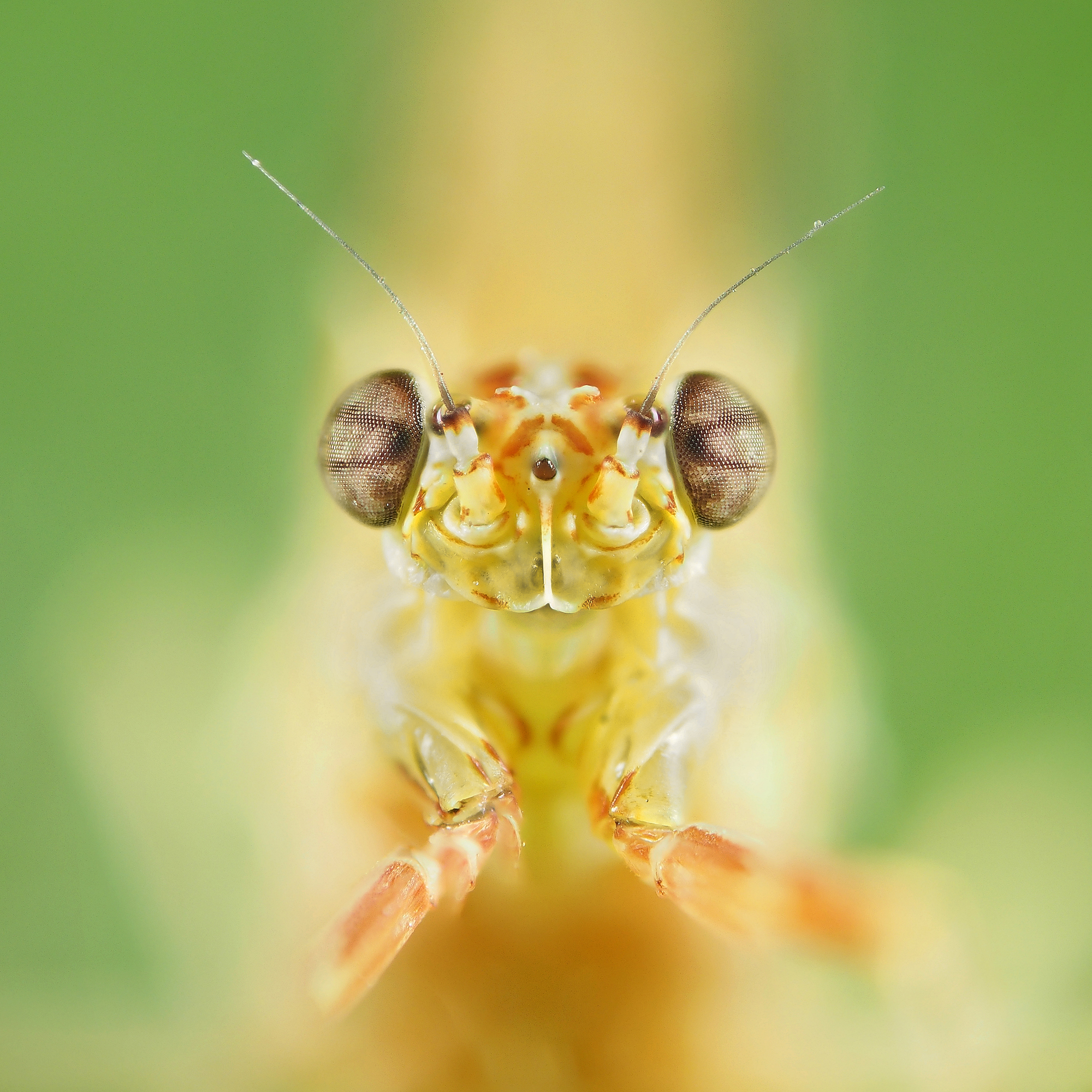 cloeon-dipterum-vrouwtje