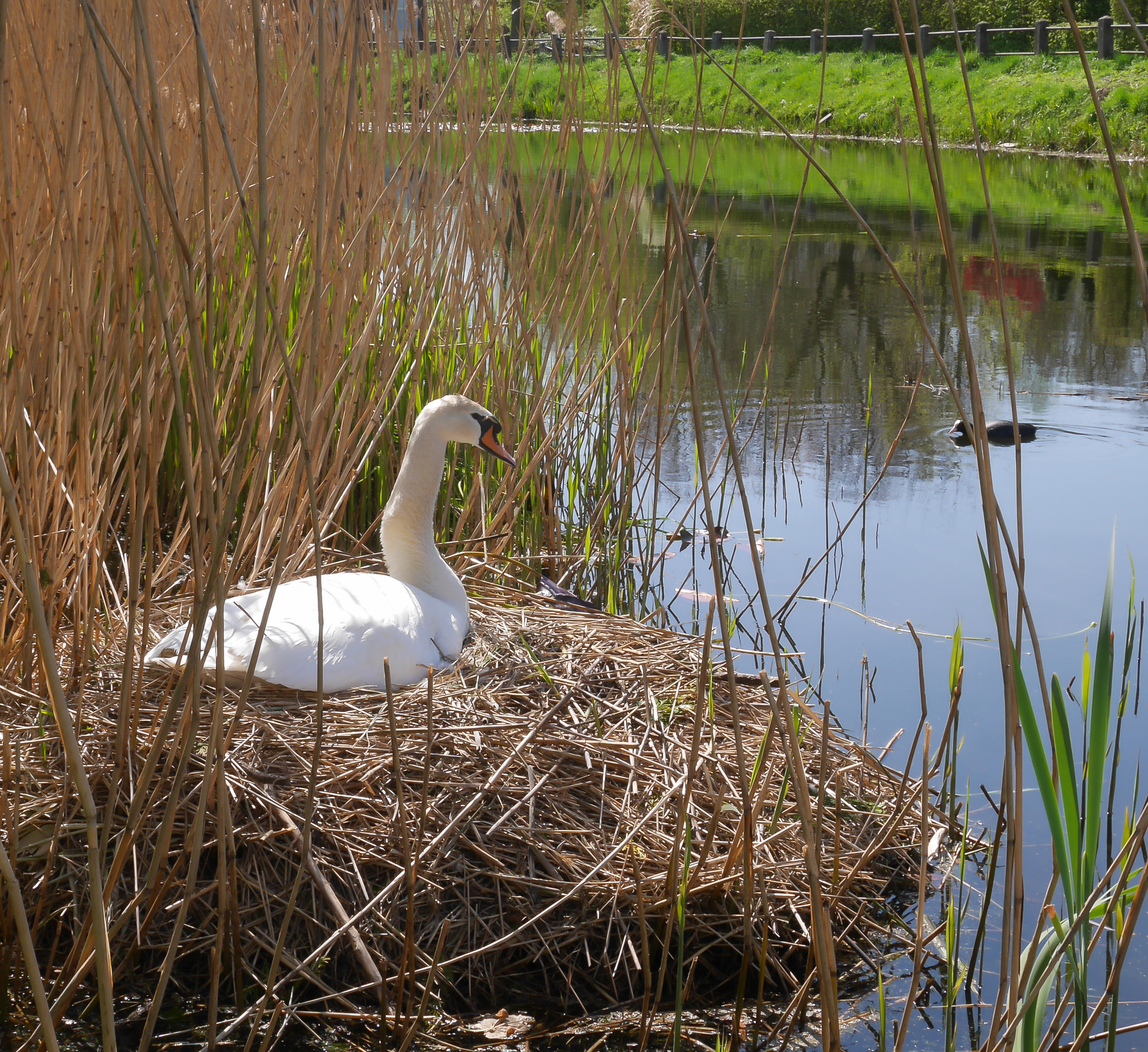 nederland-waterland-nieuw-leven-op-komst
