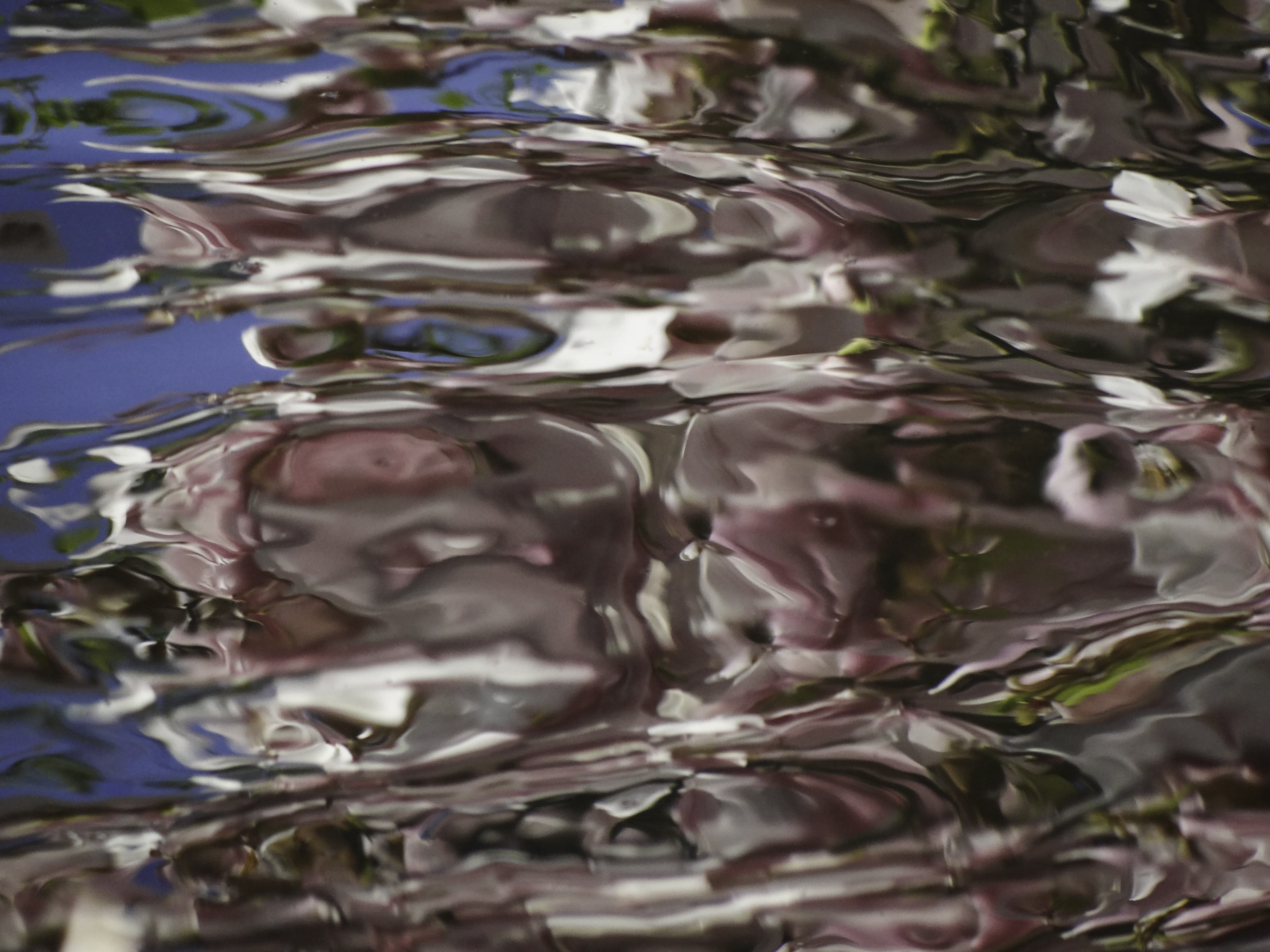 reflection-of-a-magnolia