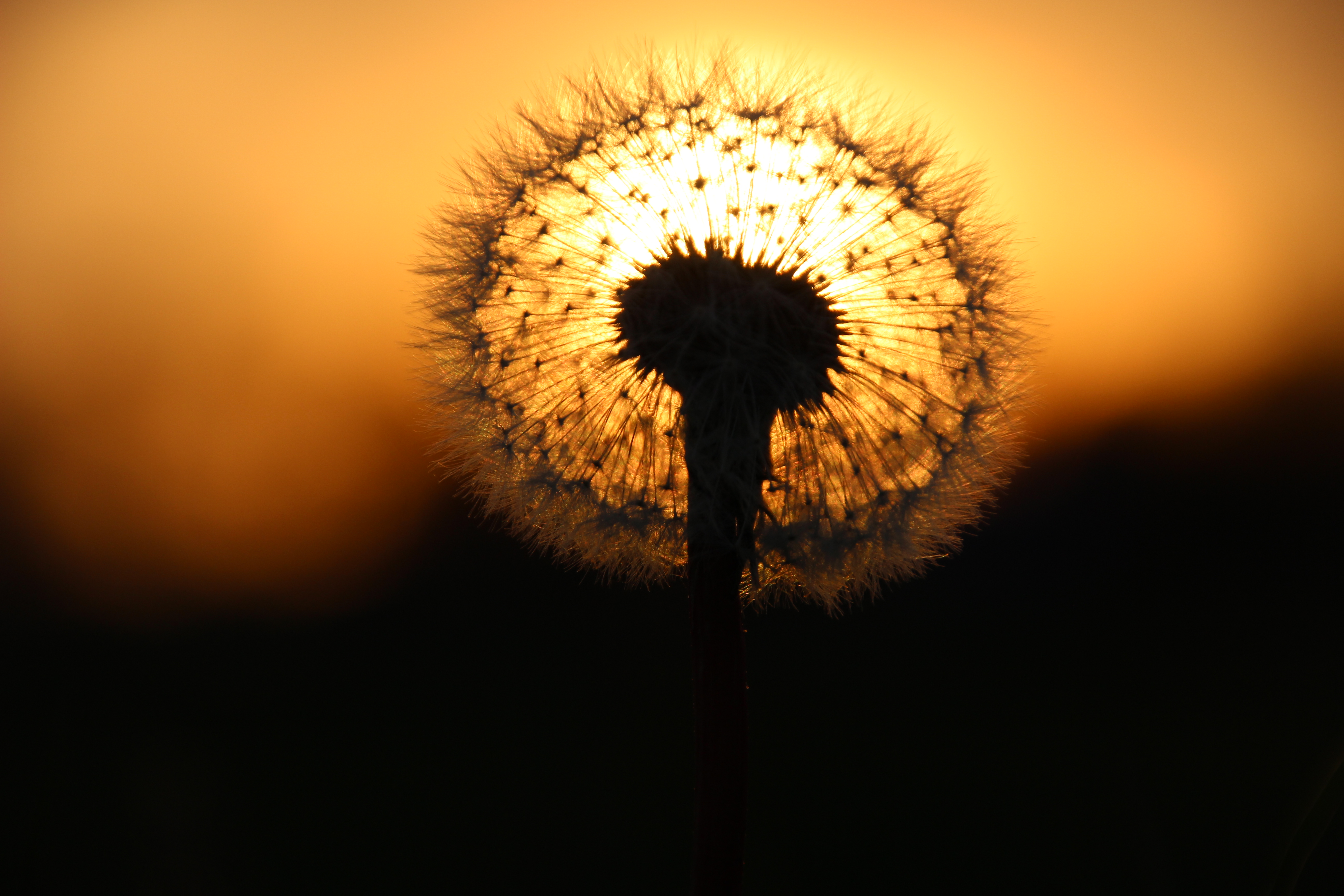 zonsondergang-in-paardebloem