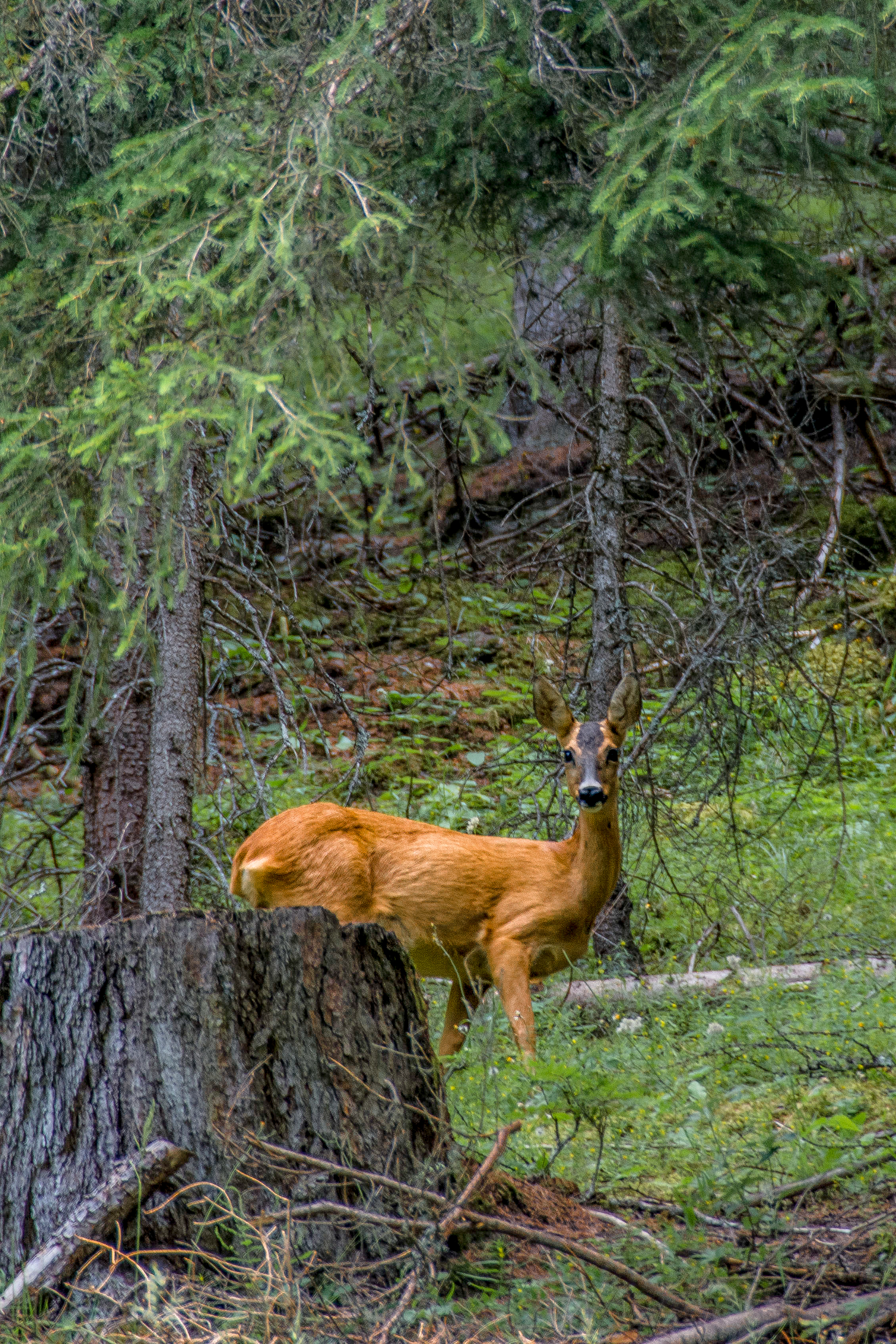 nature-staring-me-in-the-eyes