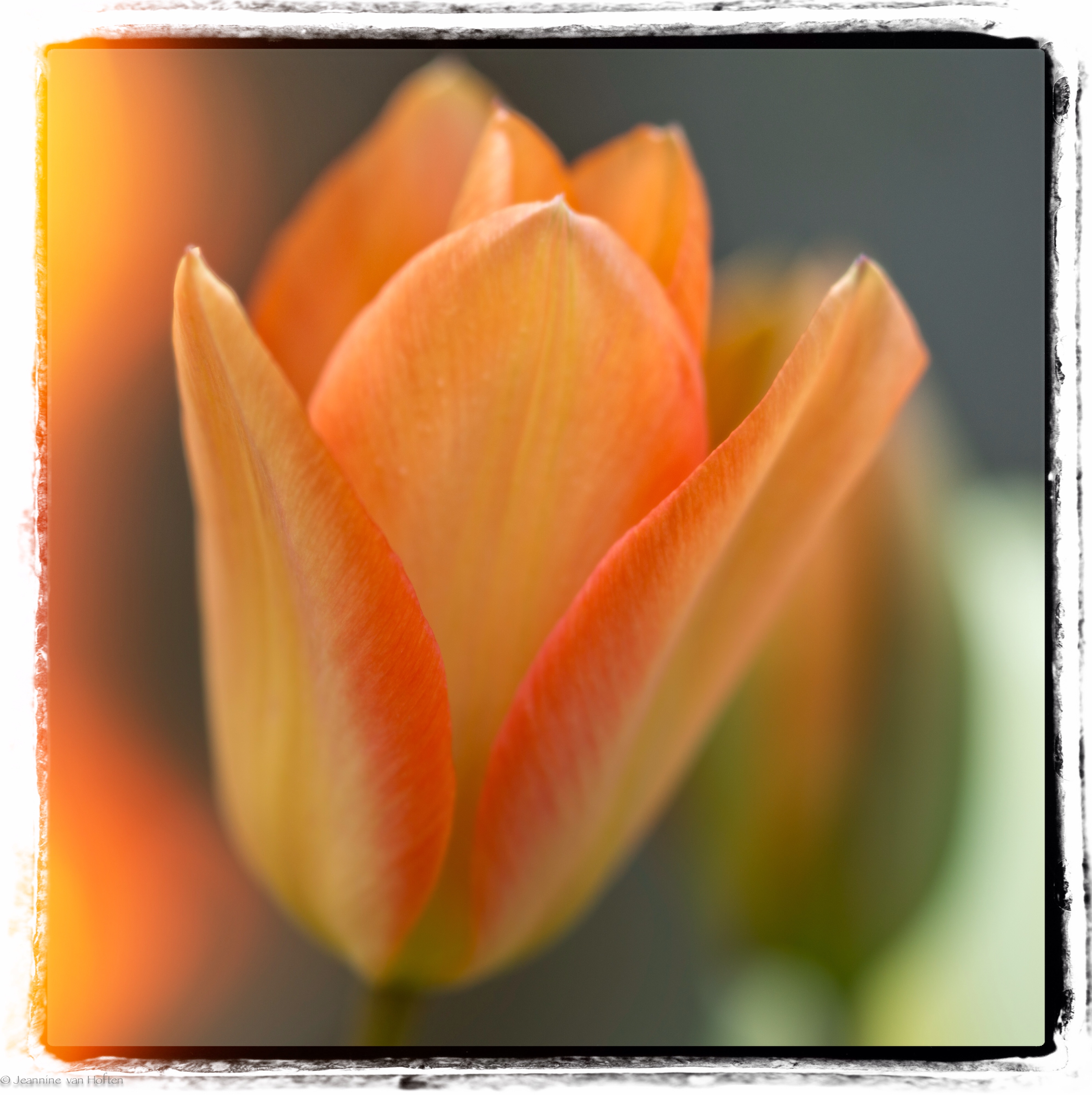 hollands-lente-symbool