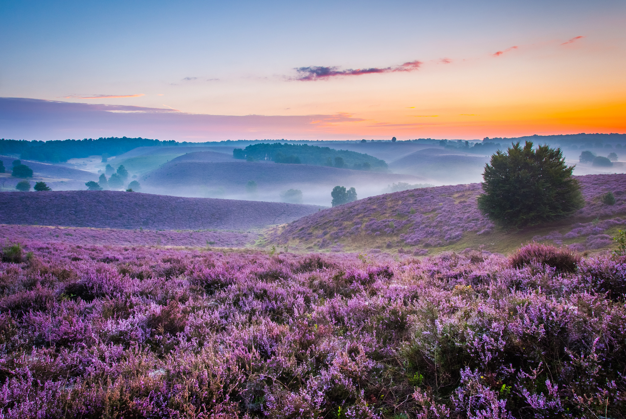 sea-of-purple-posbank-the-netherlands