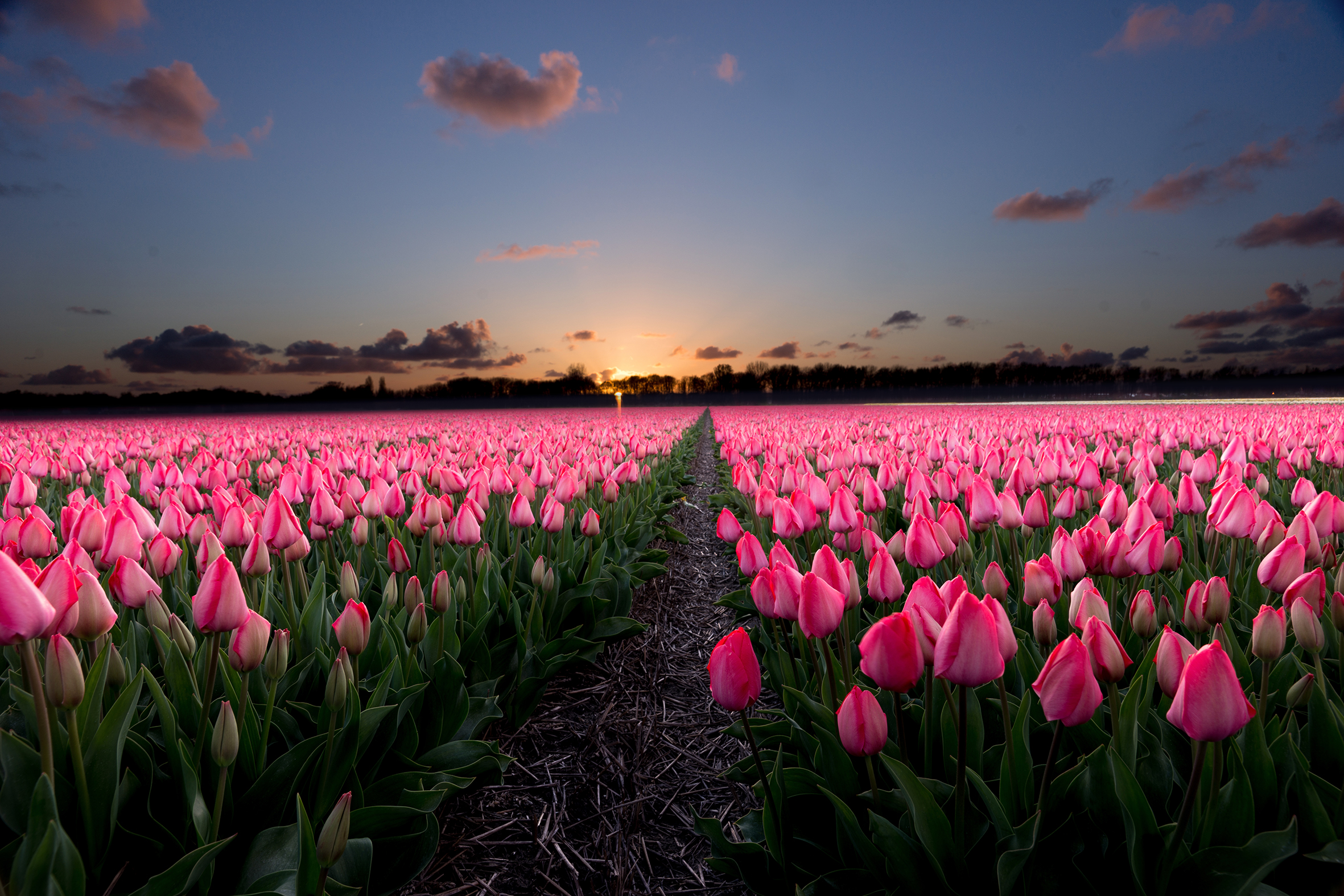 lente-in-noordwijkerhout
