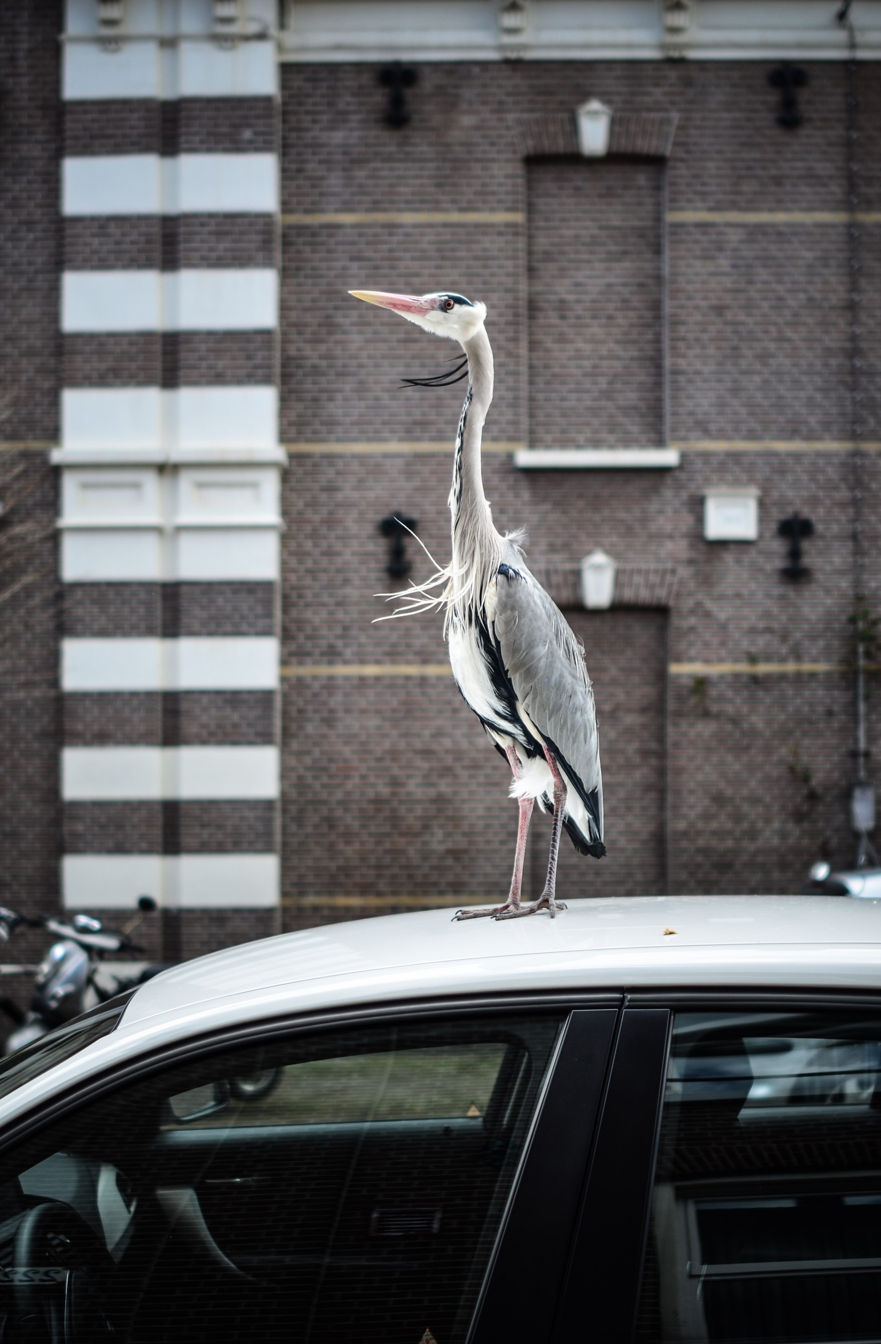voorjaar-in-de-jordaan
