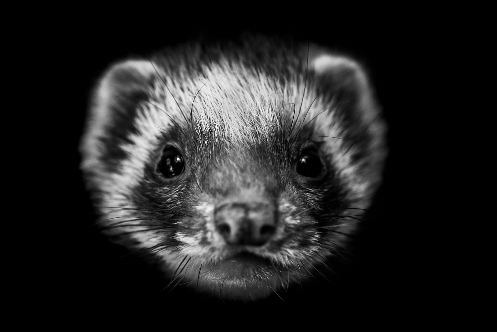 ferret-in-low-key