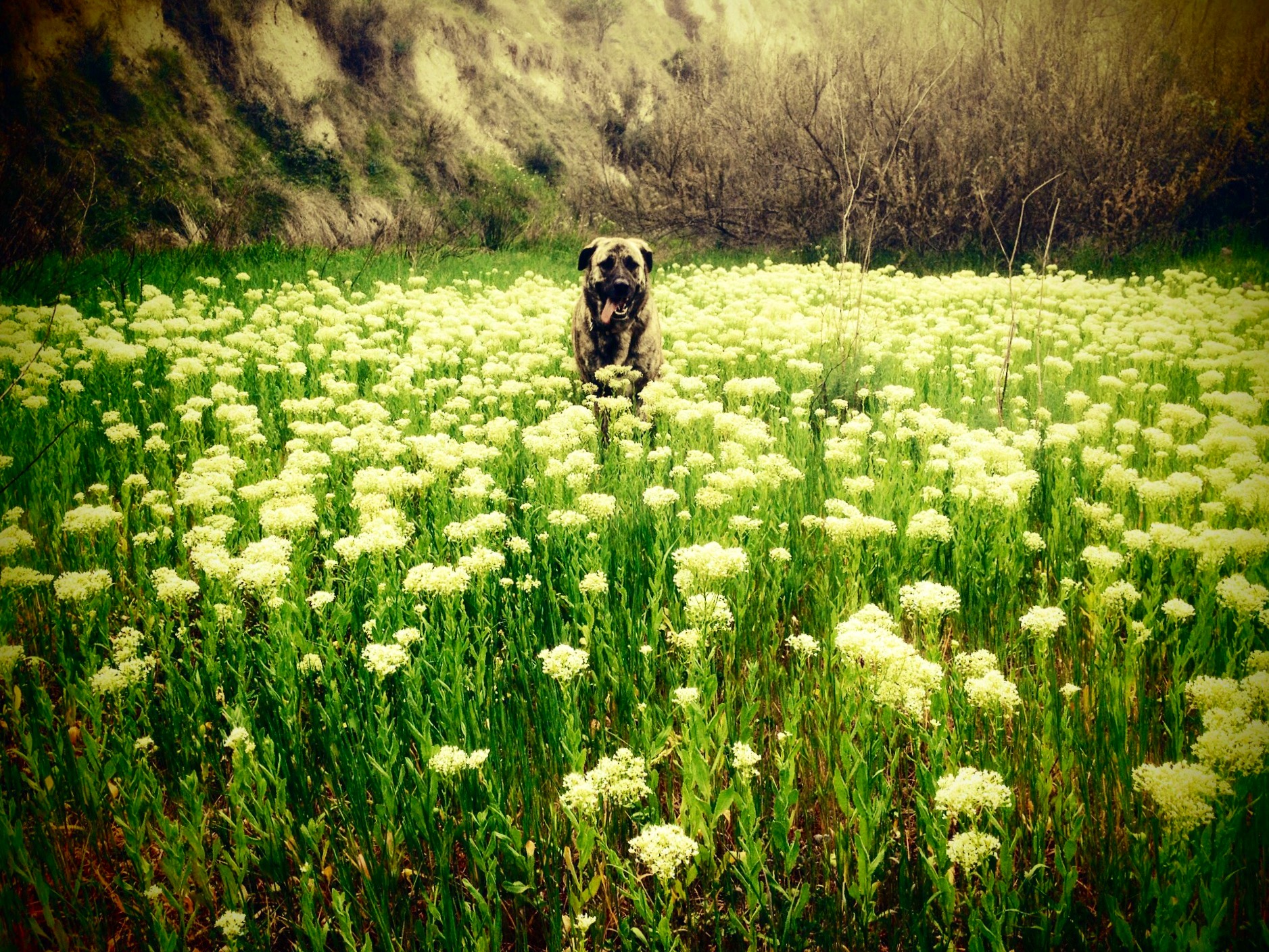 maura-serieiphone-specials