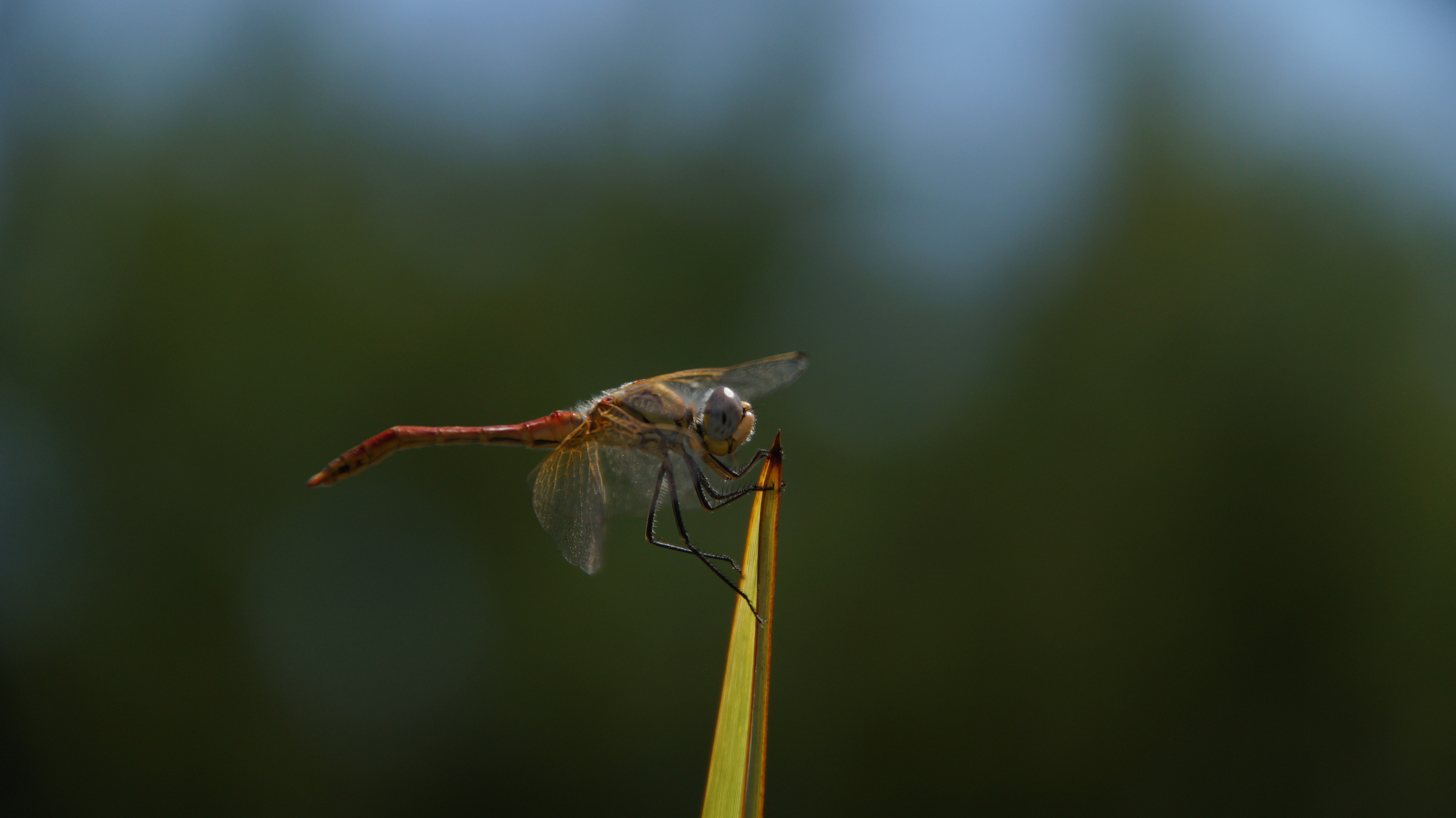 libelle-in-de-voorjaarszon