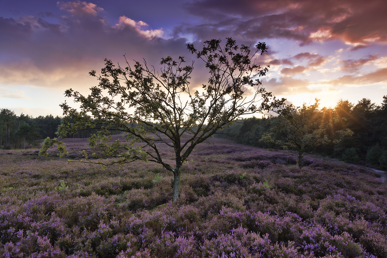zonsondergang-op-groenouwse-heide