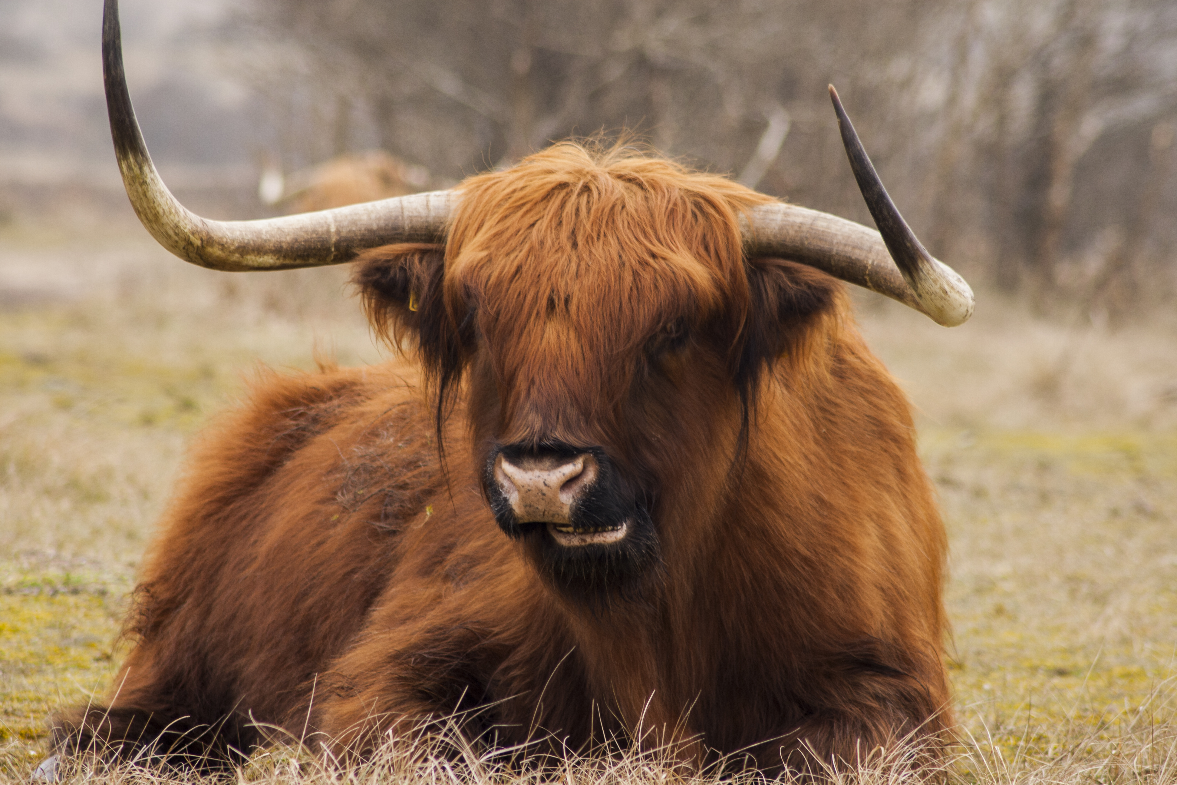 castricum-landschap-0