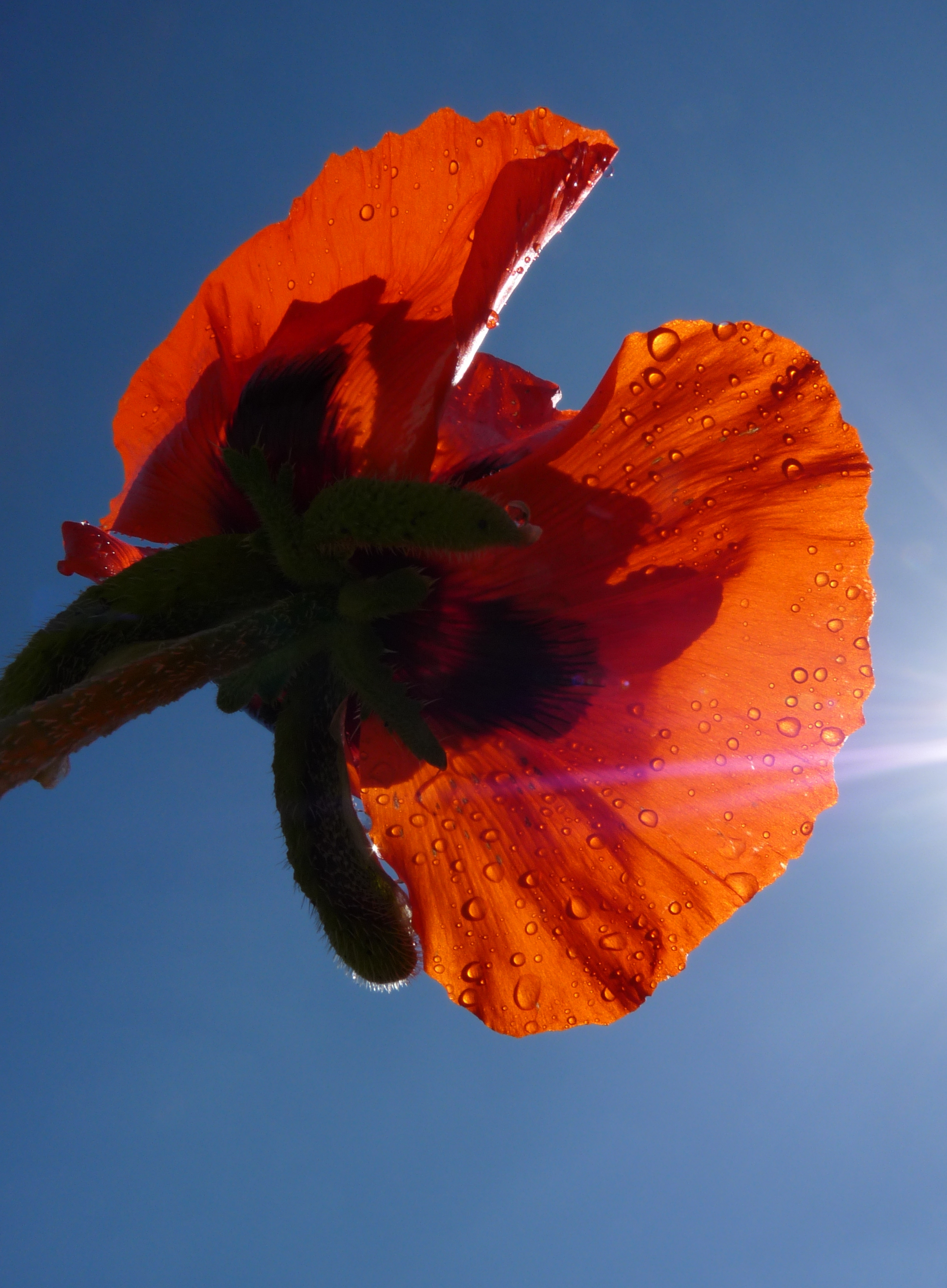 klaproos-na-regen-komt