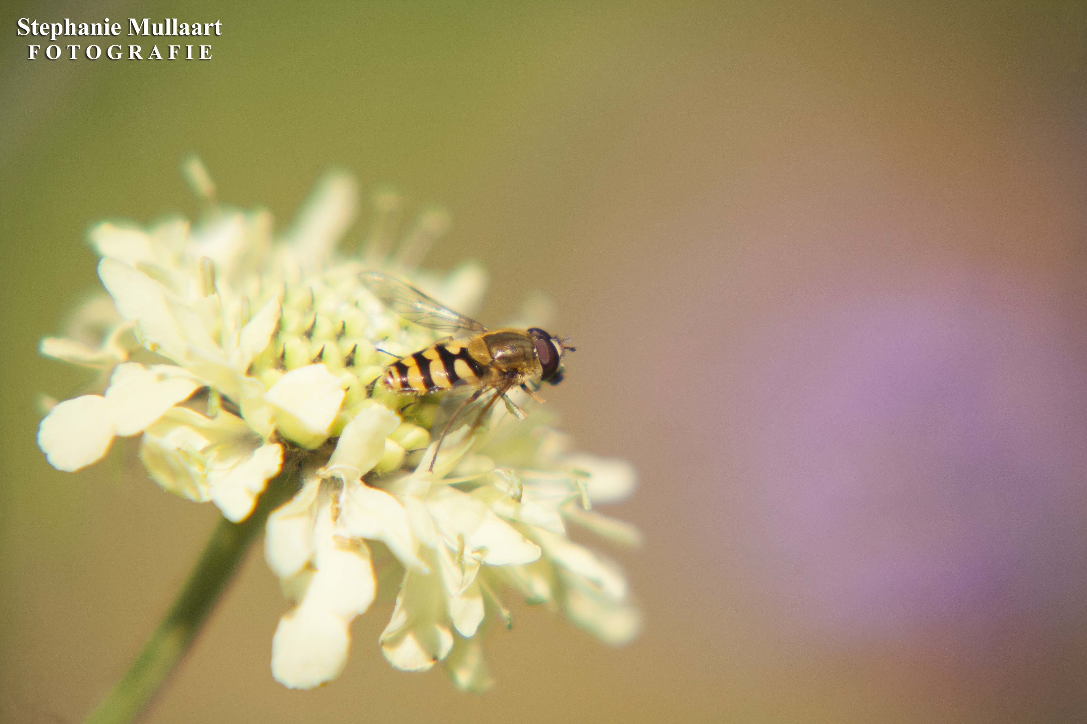 wespvieg-op-een-bloem