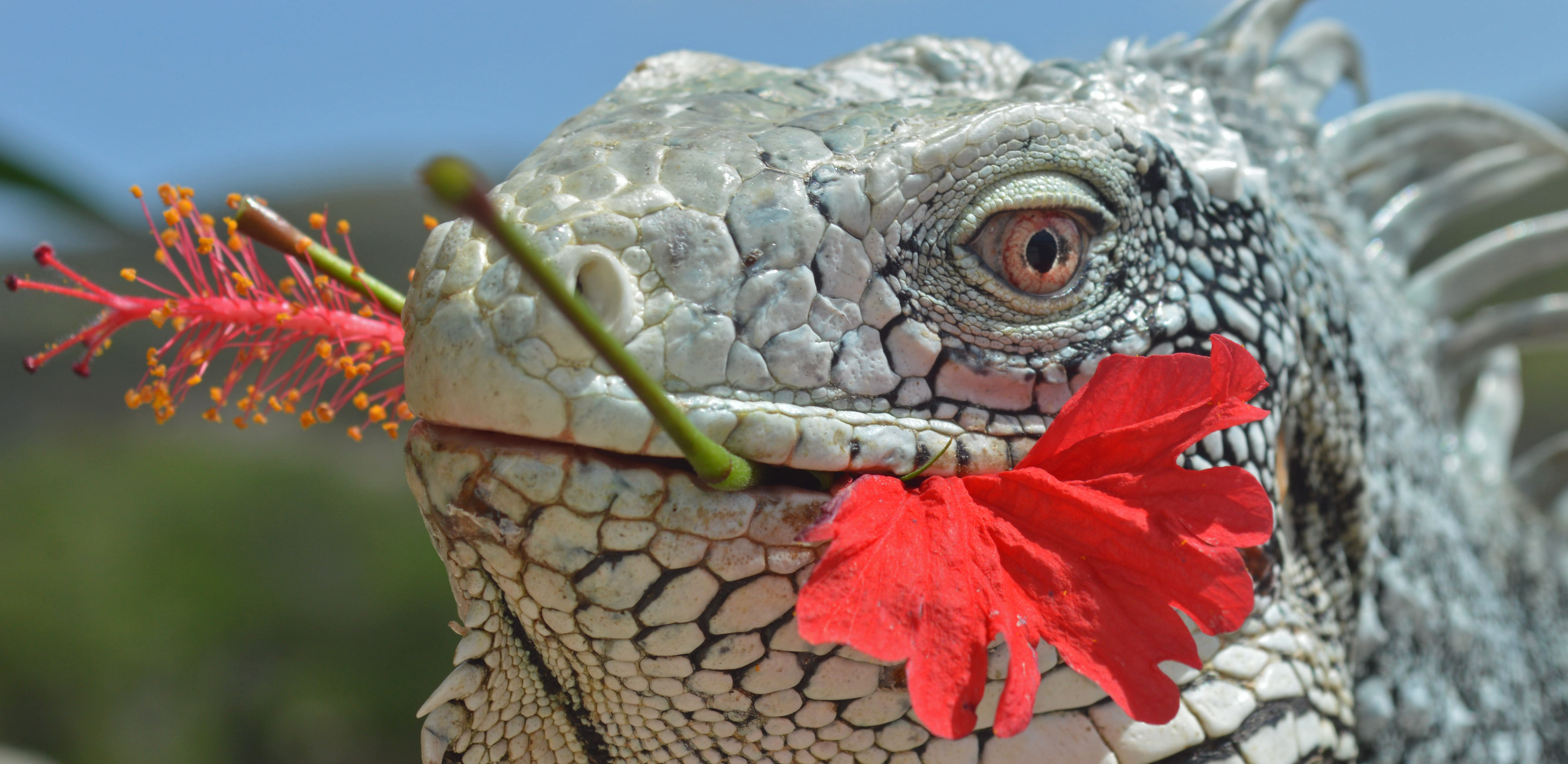 the-iguana-and-the-hibiscus