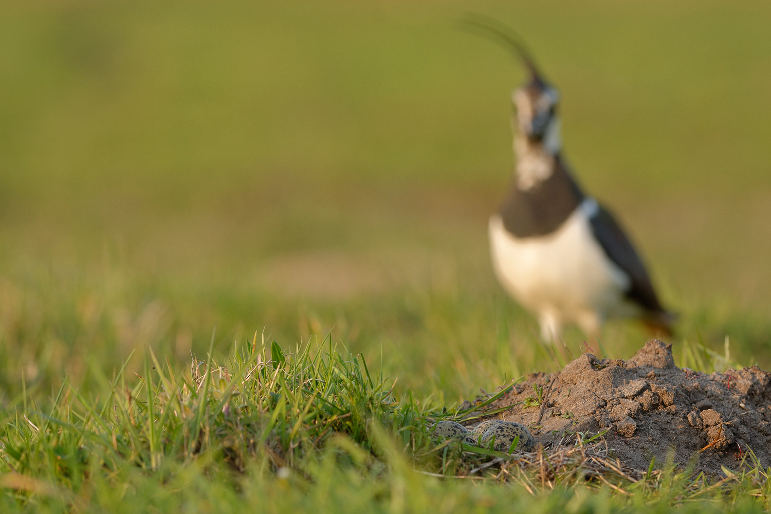het-eerste-kievitsei