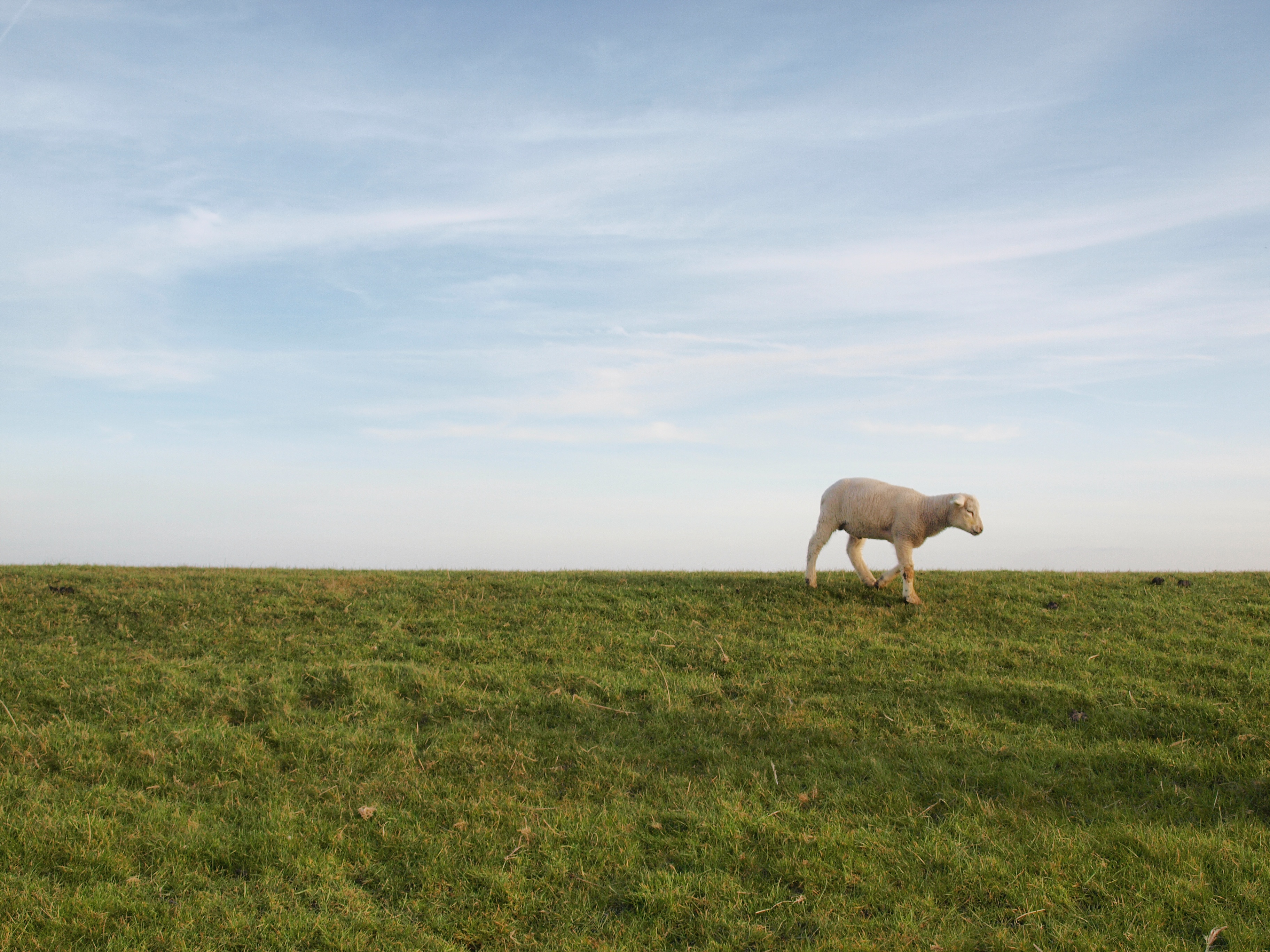 lammetje-op-de-dijk