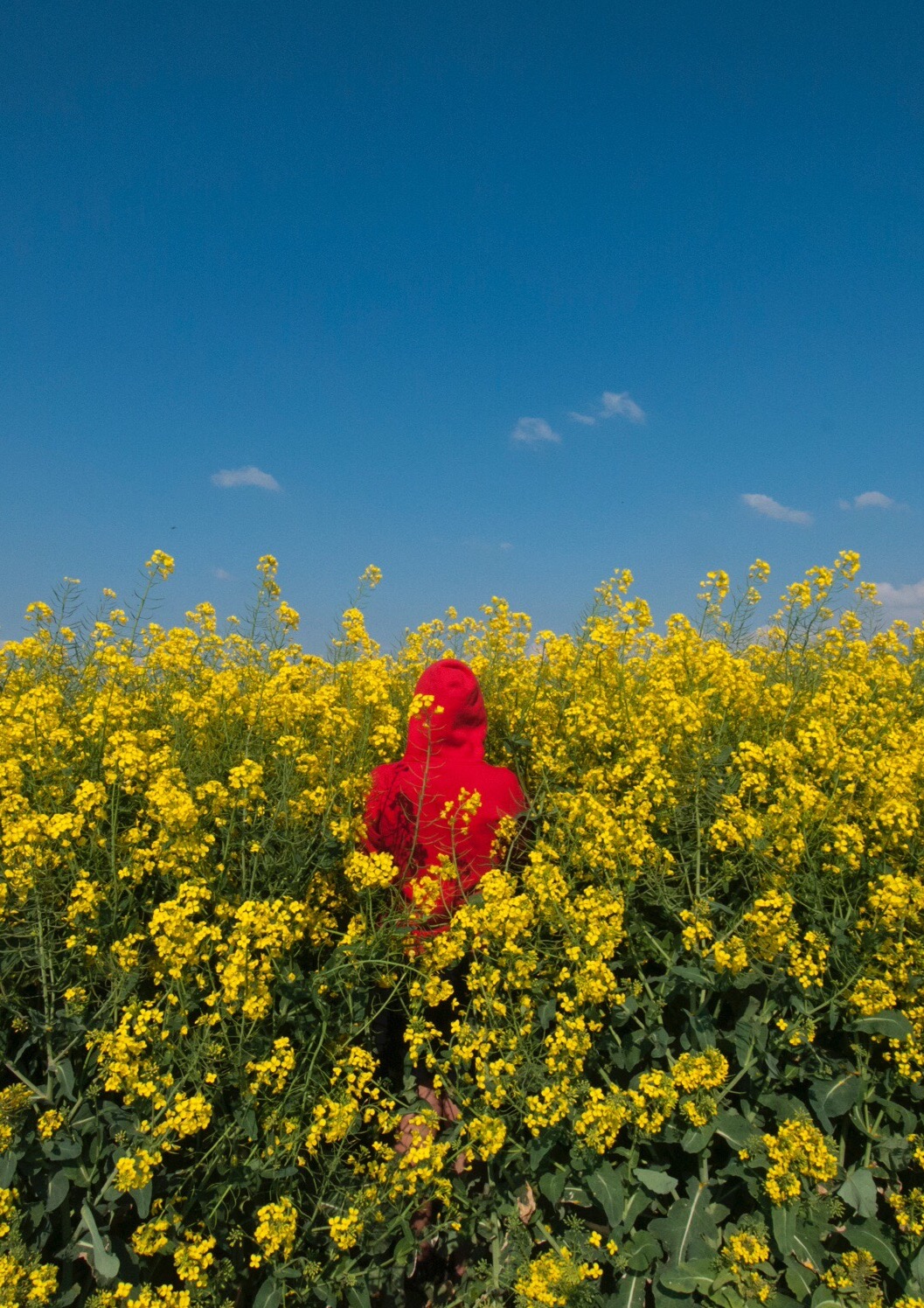 little-red-riding-hood-in-yellow-fields