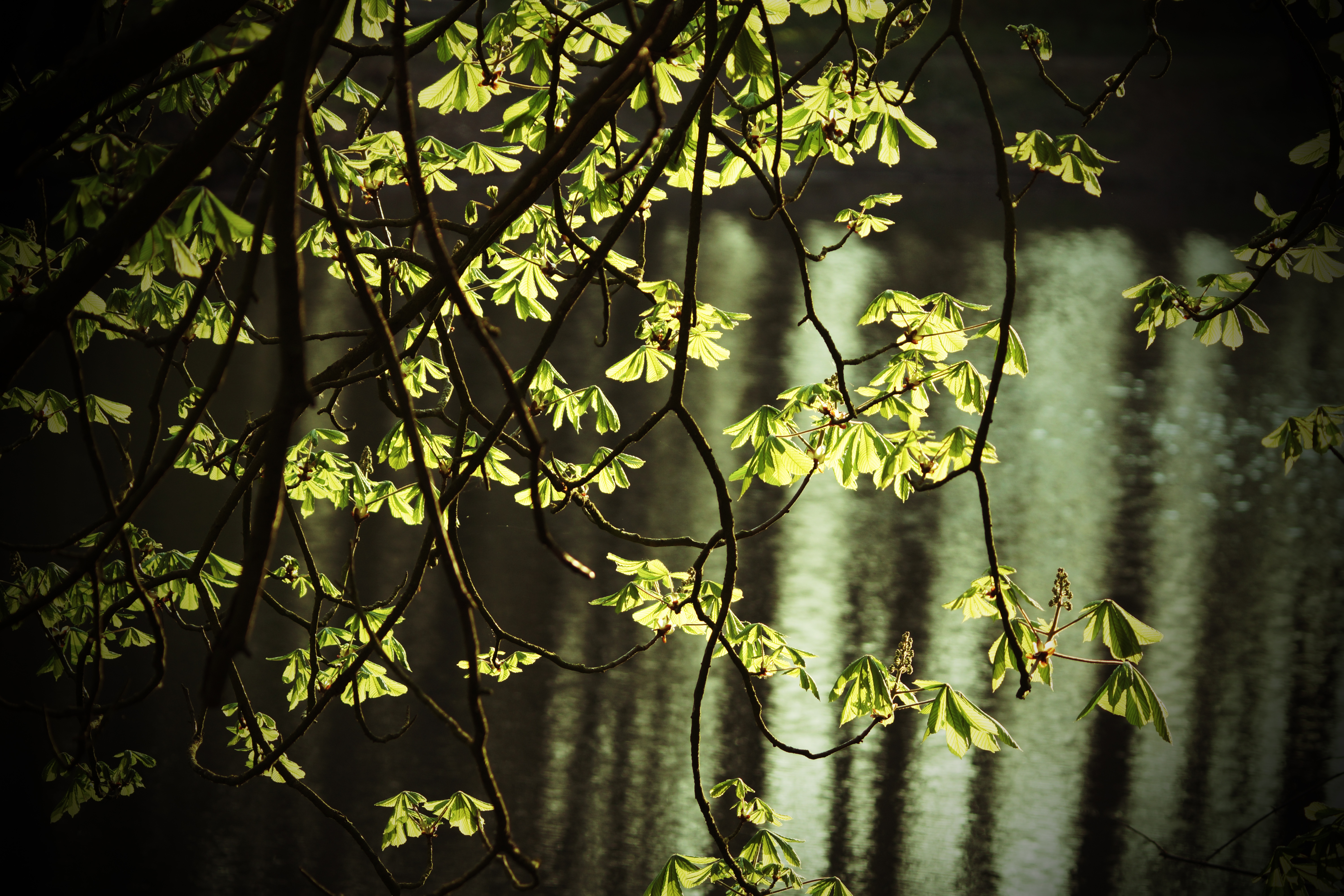 ontluikend-blad-van-de-paardenkastanje