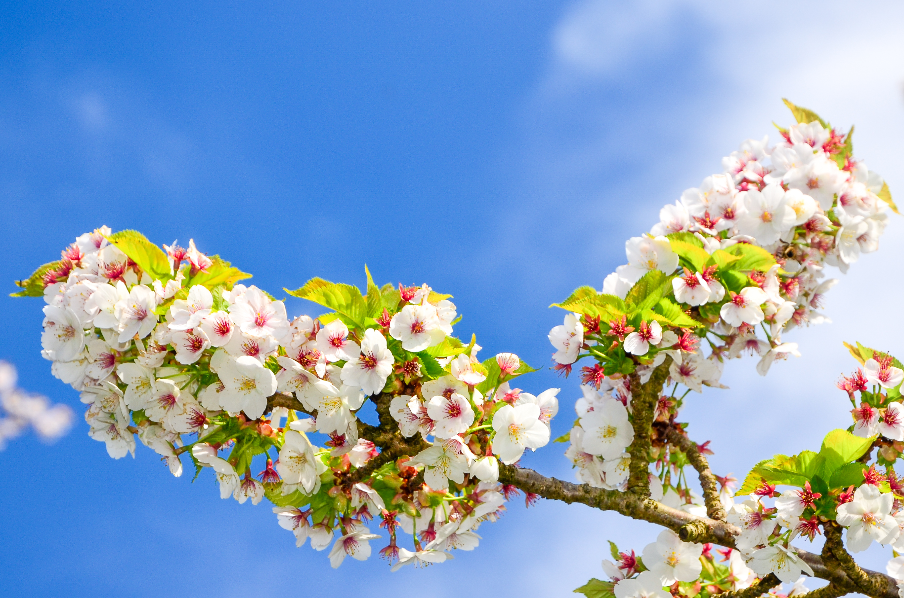 japanese-cherry-blossom