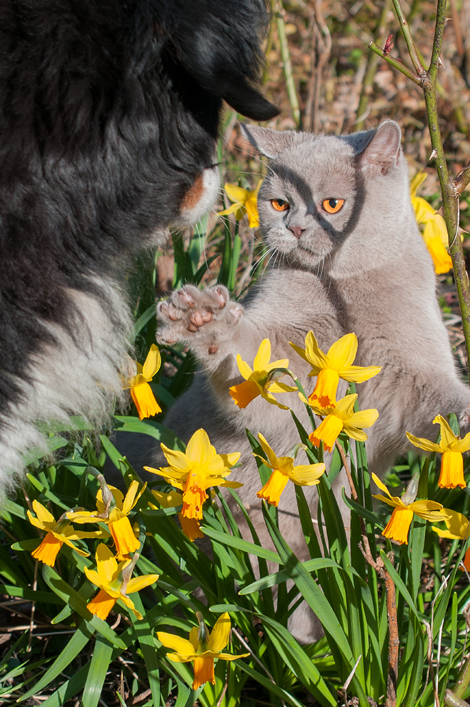 in-de-bloemetjes-gezet