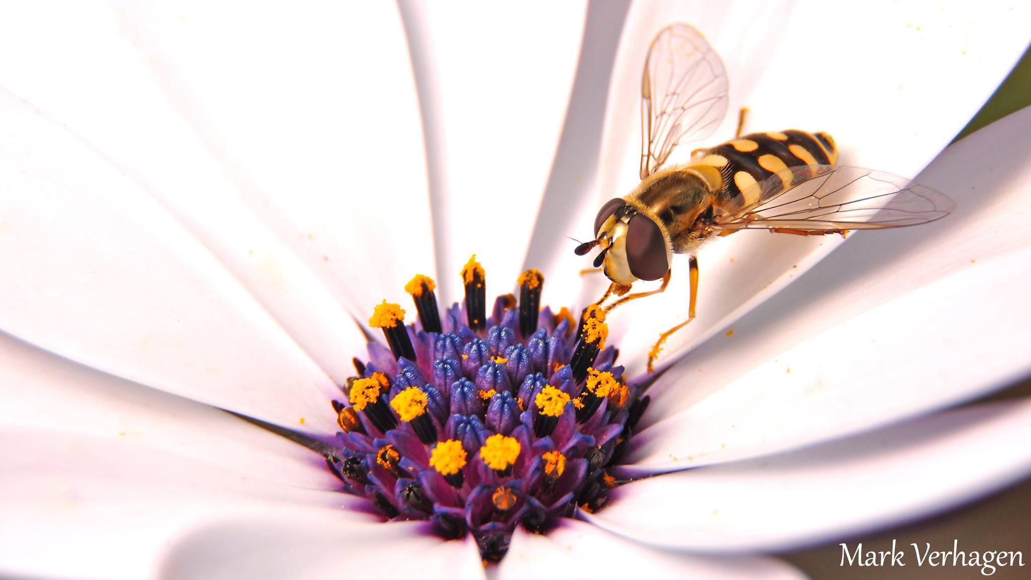 zweefvlieg-op-spaanse-margriet