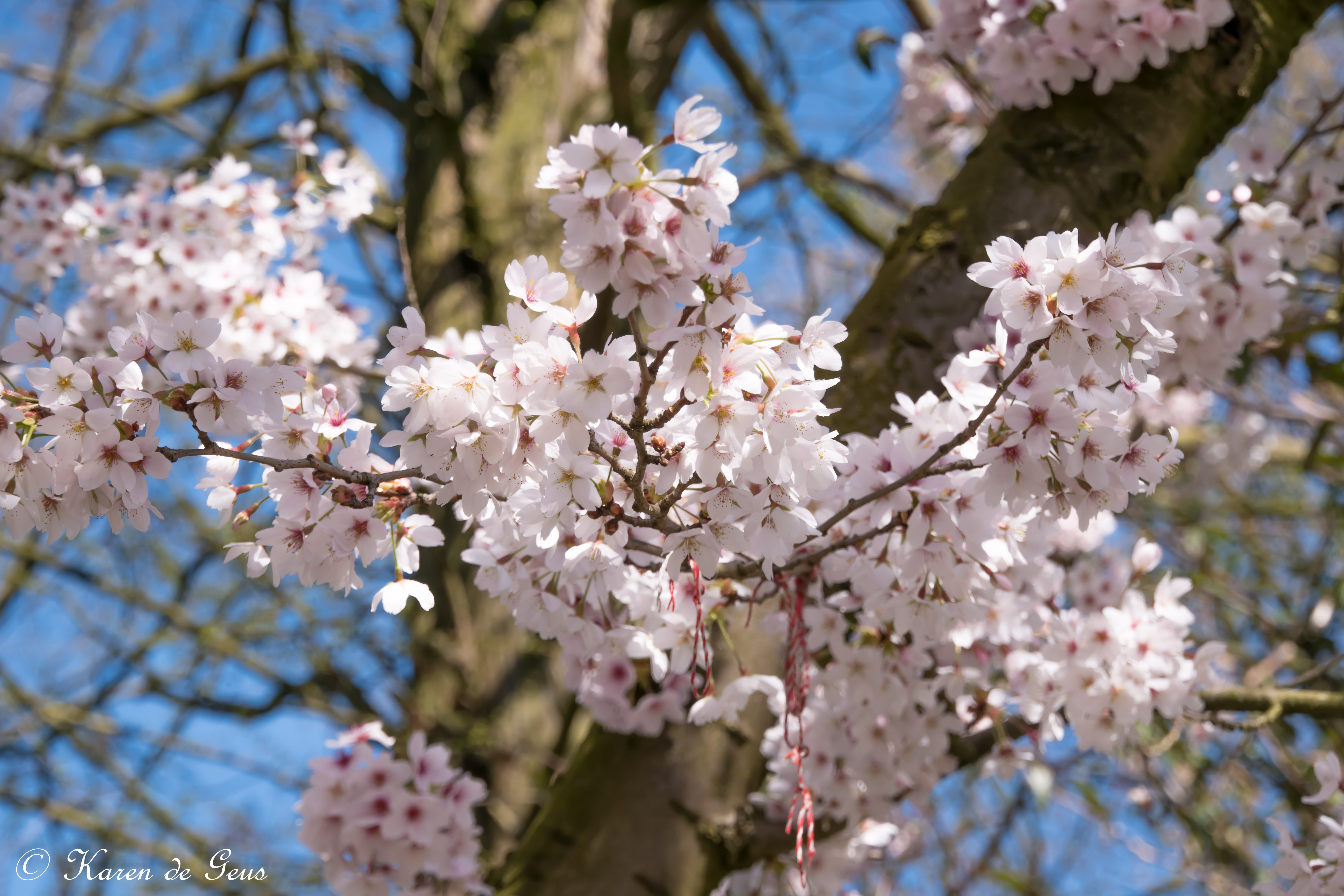 houtje-touwtje-bloesem
