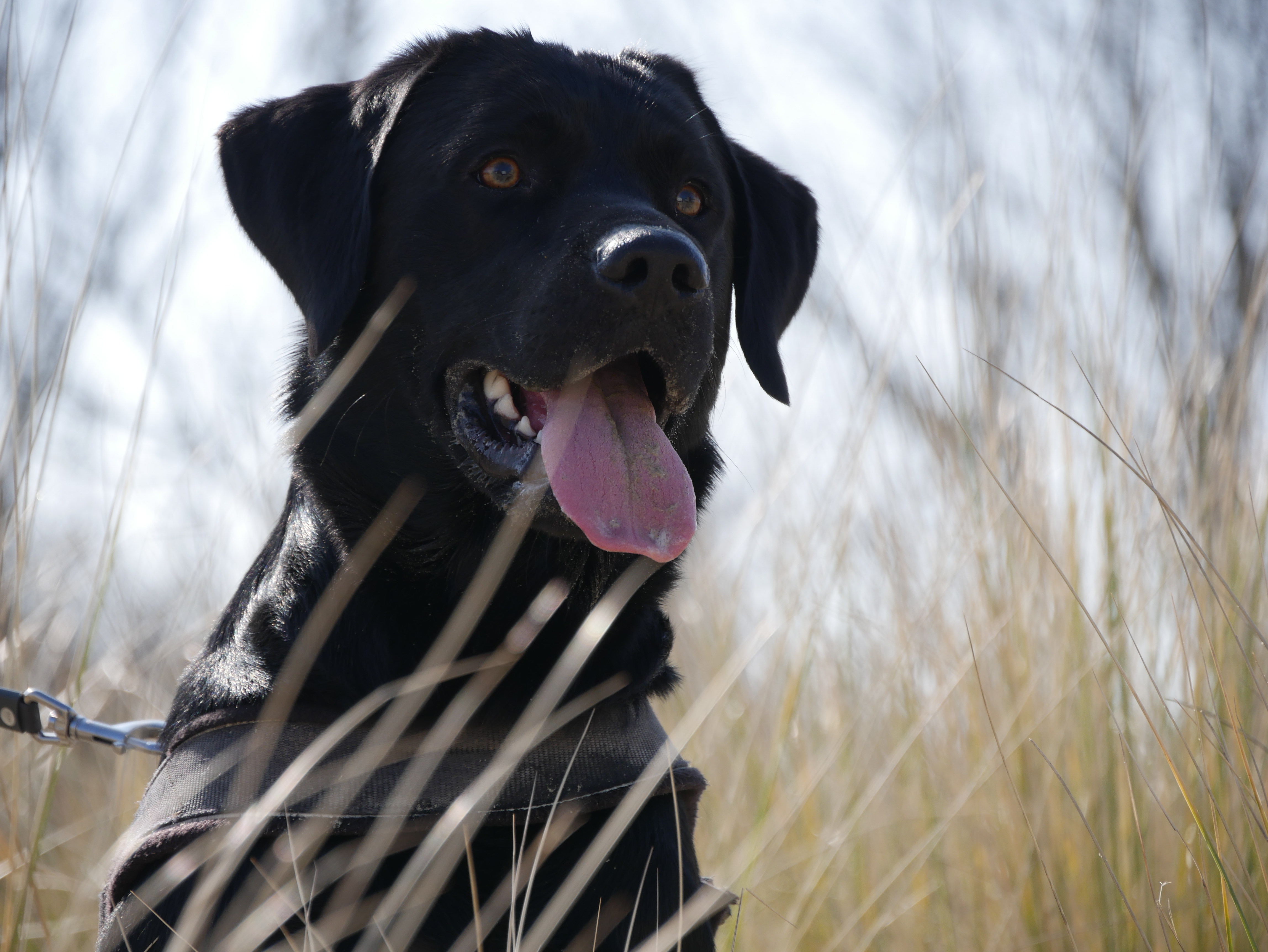 met-de-neus-in-de-wind