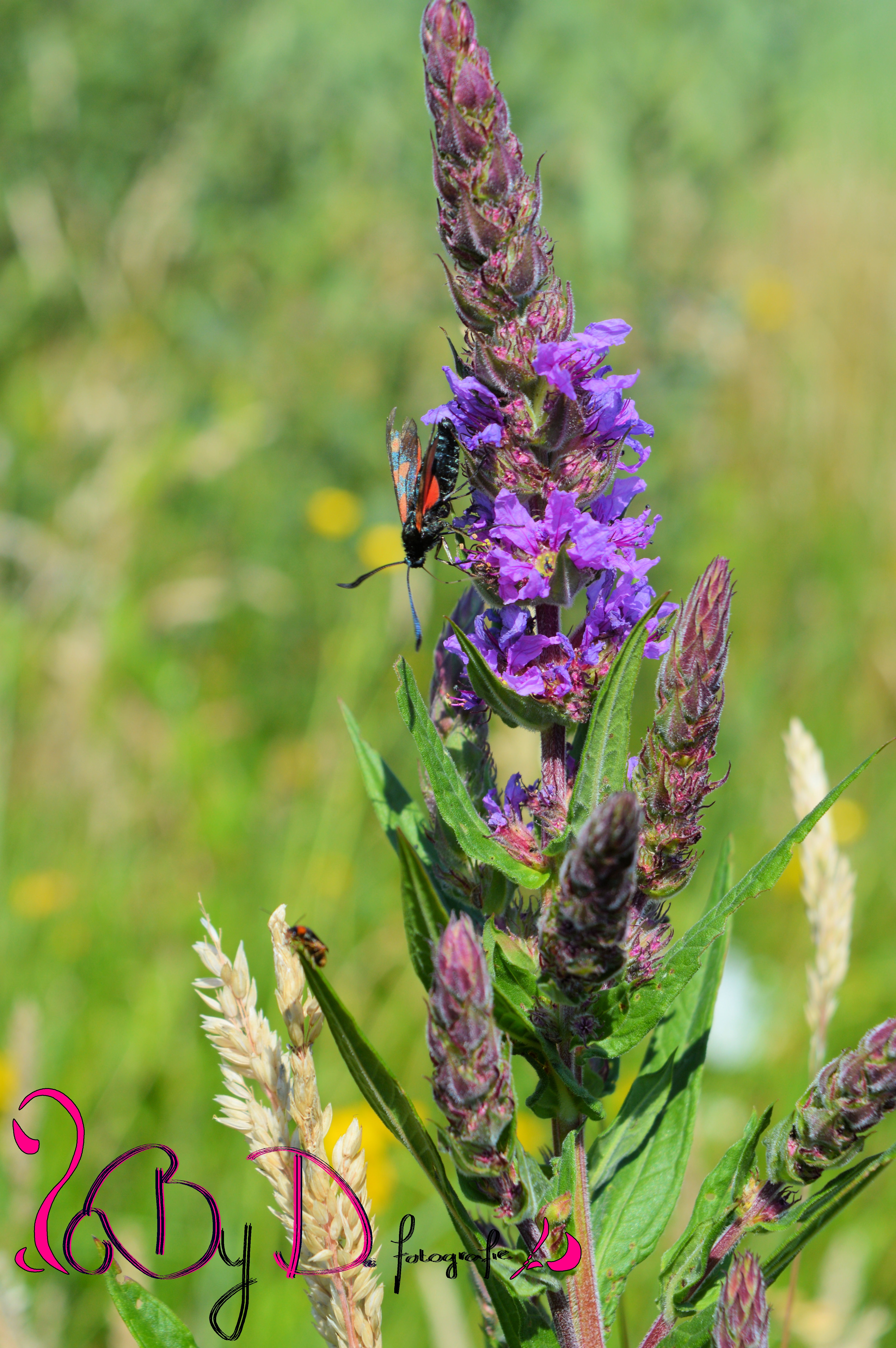 insecten-op-een-wilde-bloem