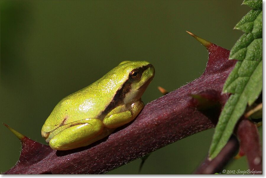boomkikkertje-5