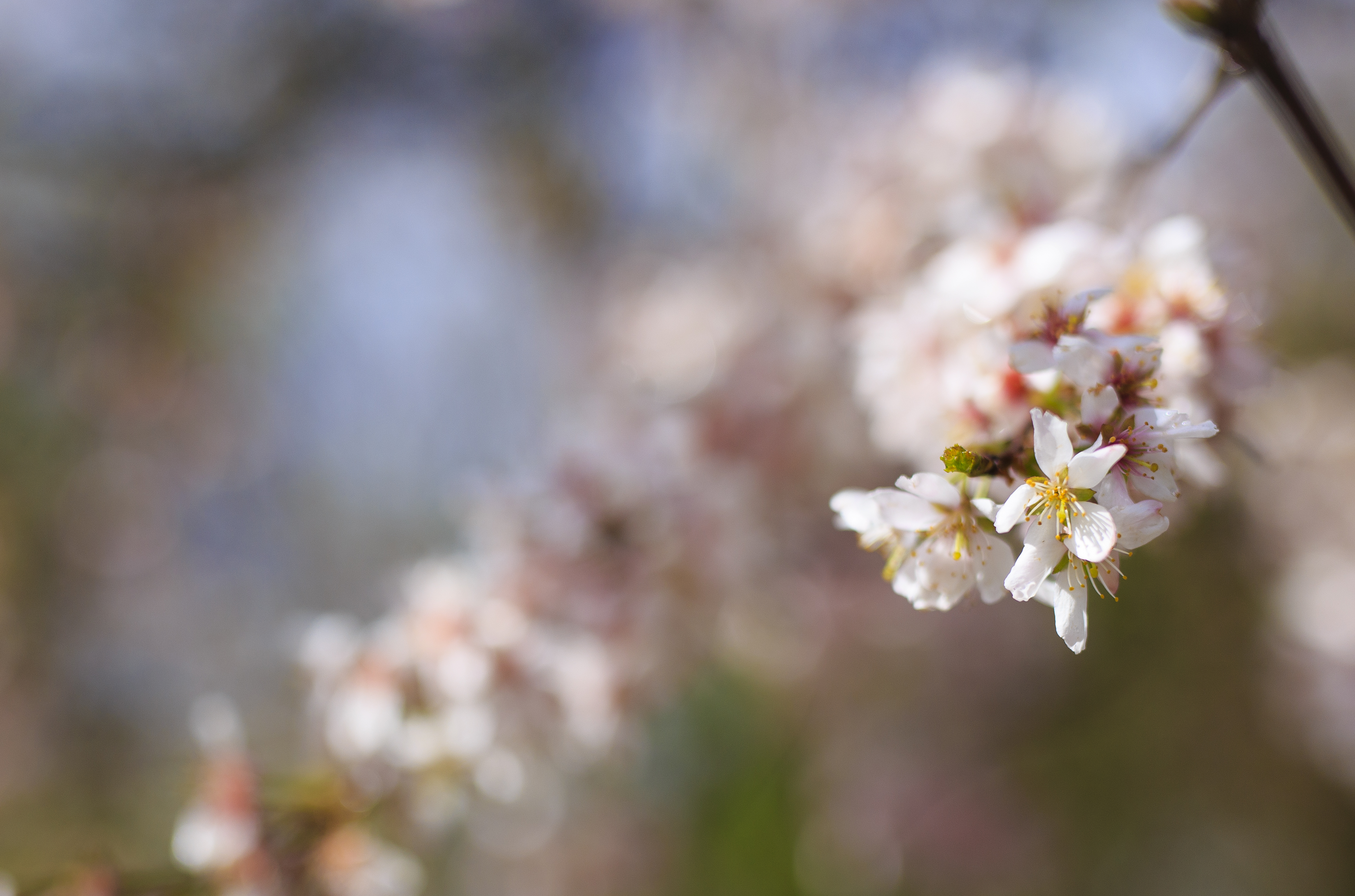 spring-blossom-1
