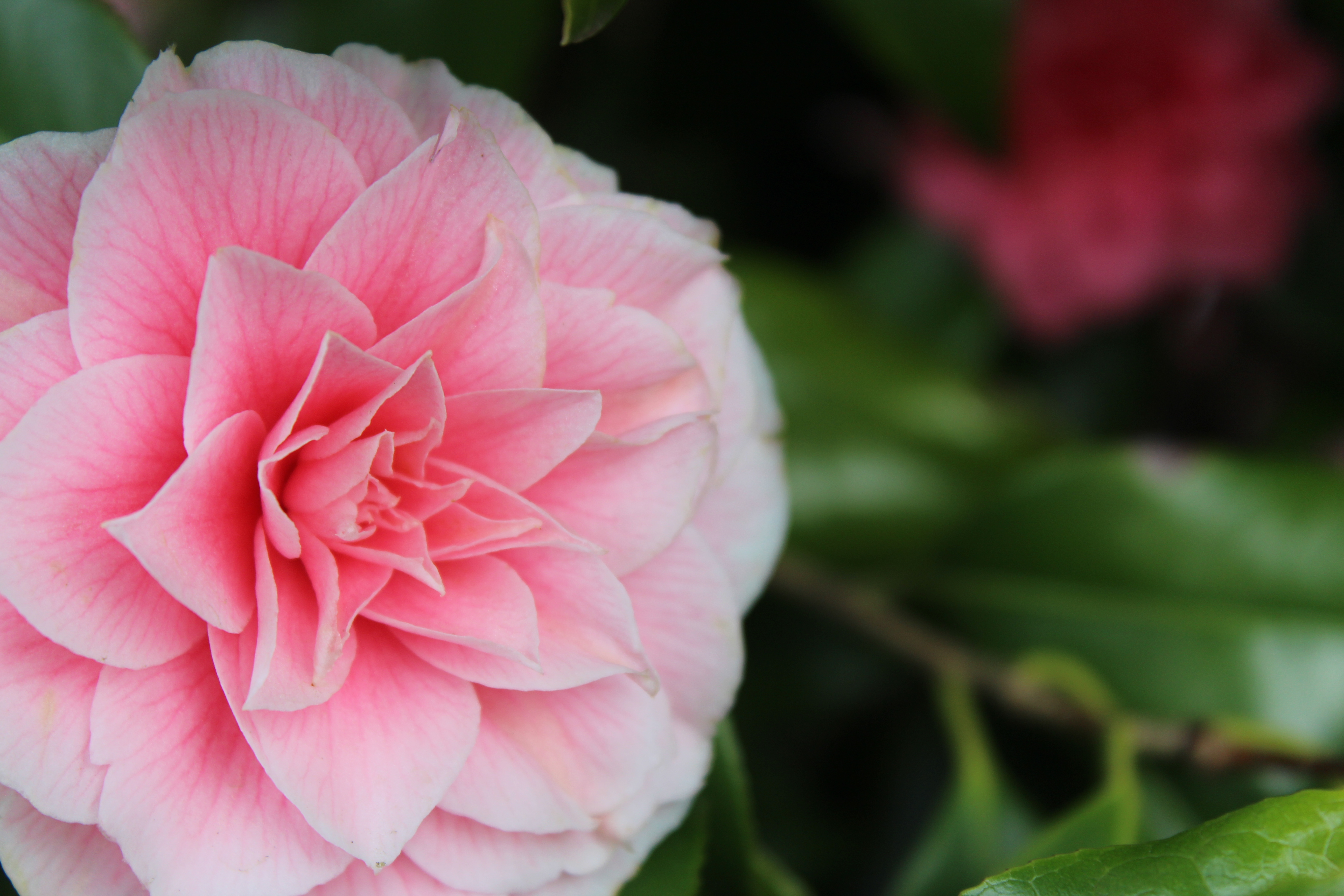 a-flower-in-the-garden