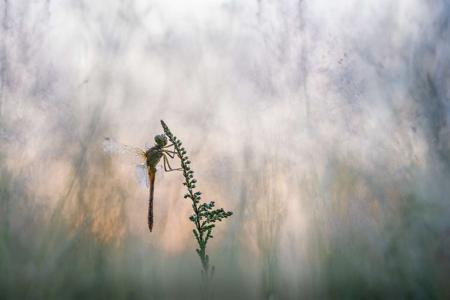 libel-in-het-licht-van-de-opgaande-zon