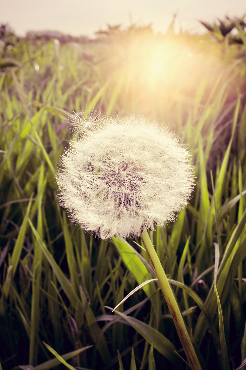 blowing-in-the-wind-3