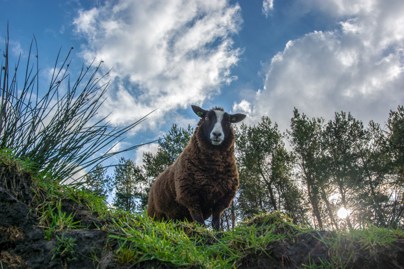 ja-wat-moet-jij-hier