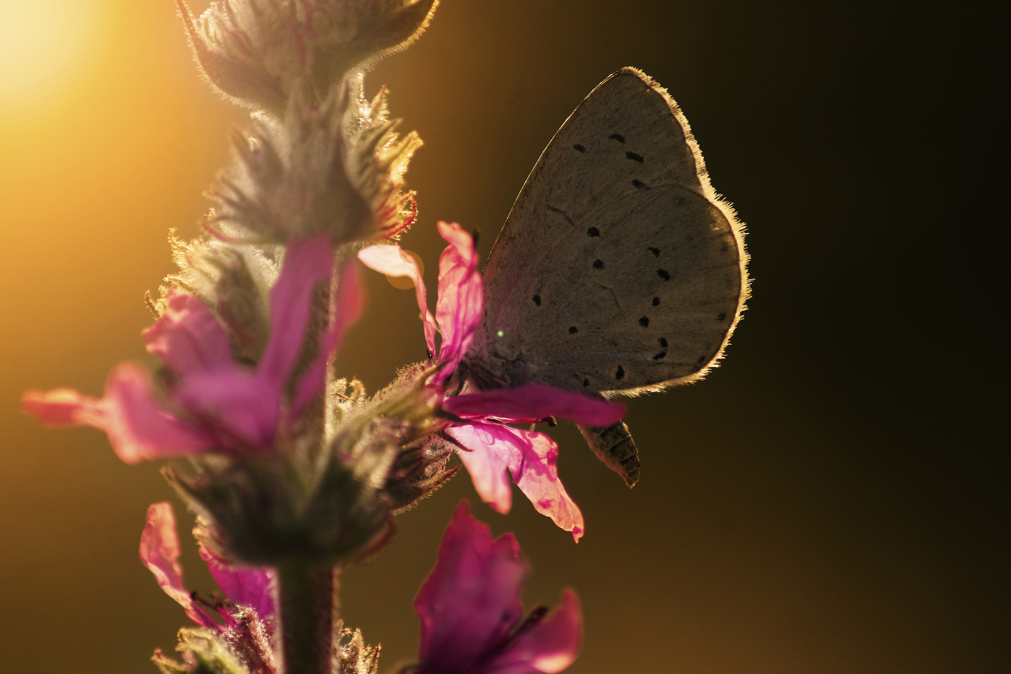 blauw-vlindertje-tijdens-de-zonsondergang