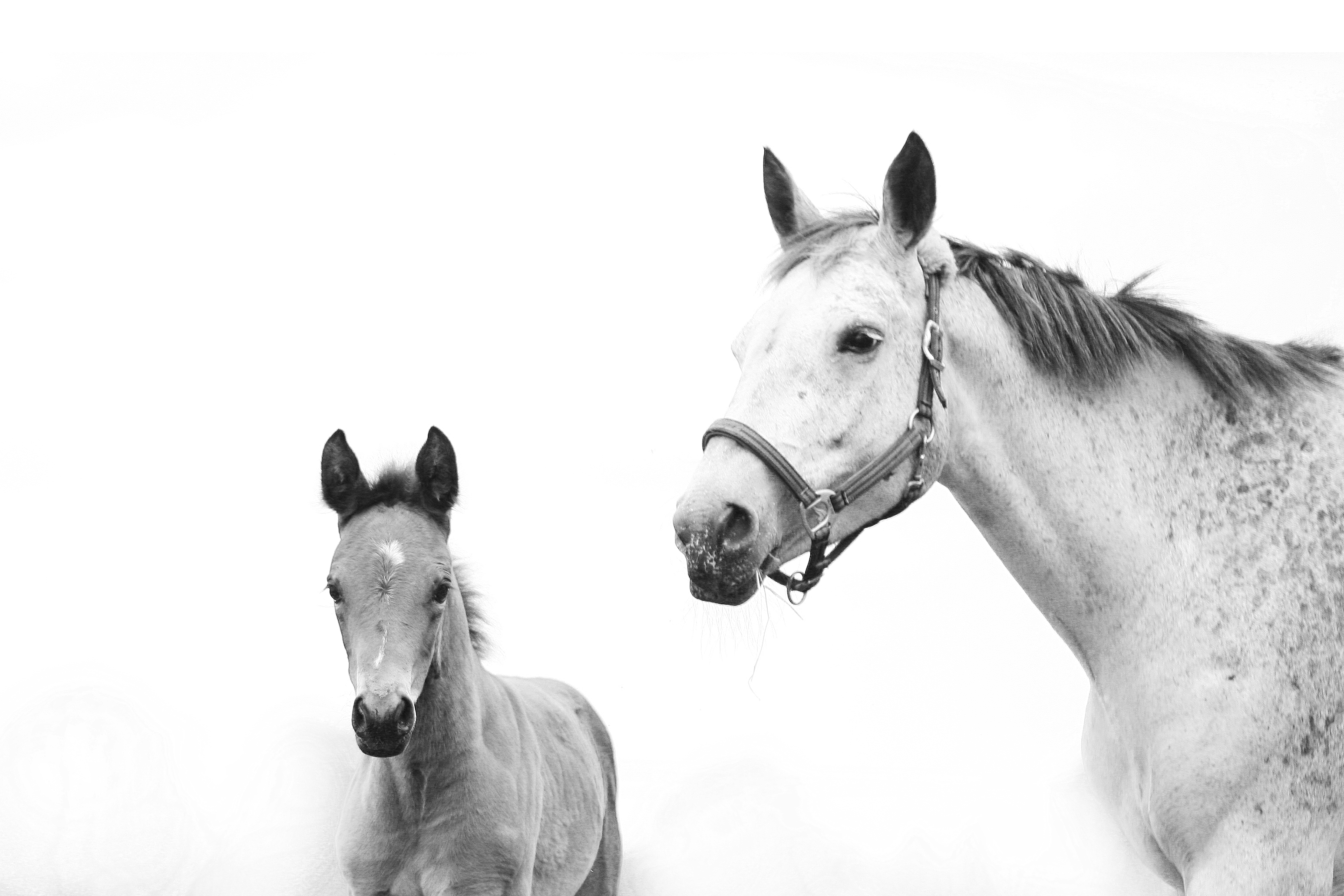 veulen-met-haar-moeder
