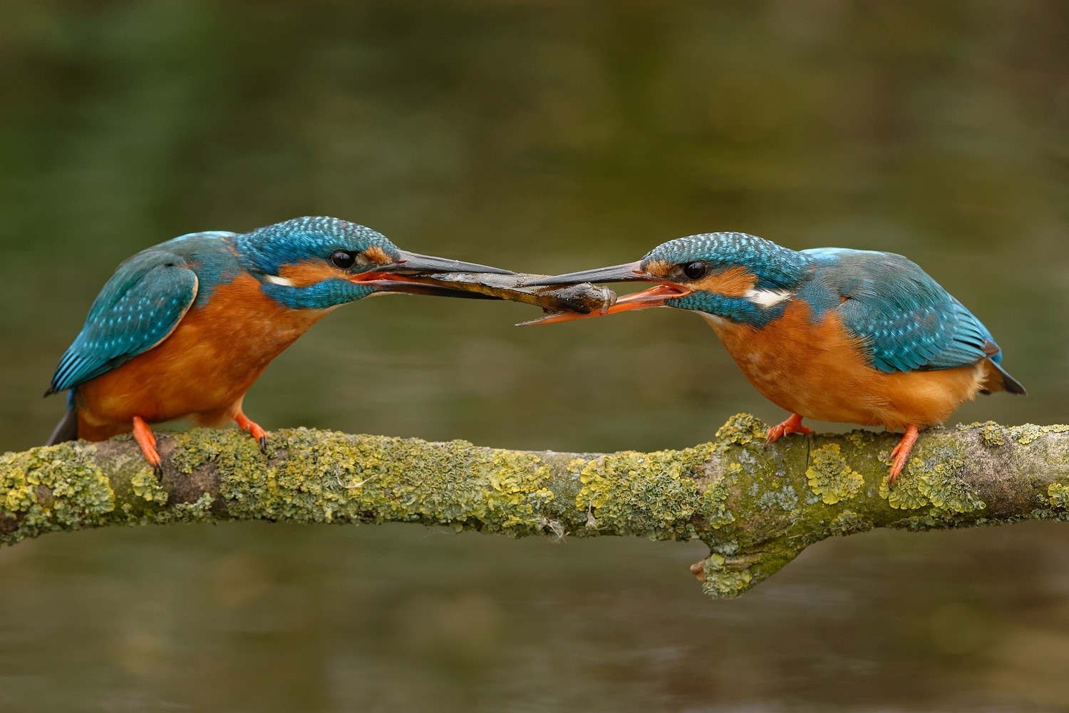 de-kleurrijke-ijsvogel