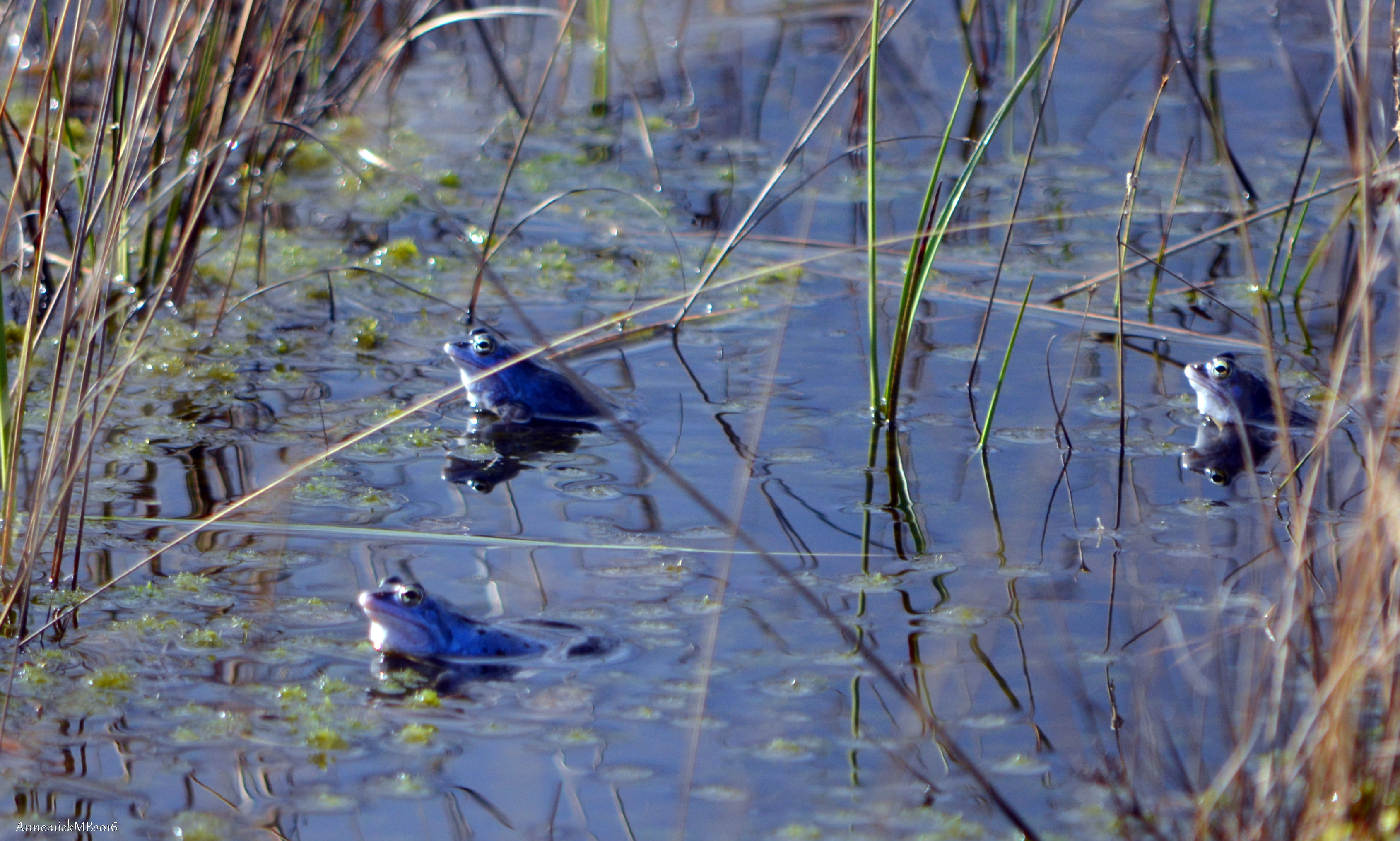 blauwe-heidekikker-1