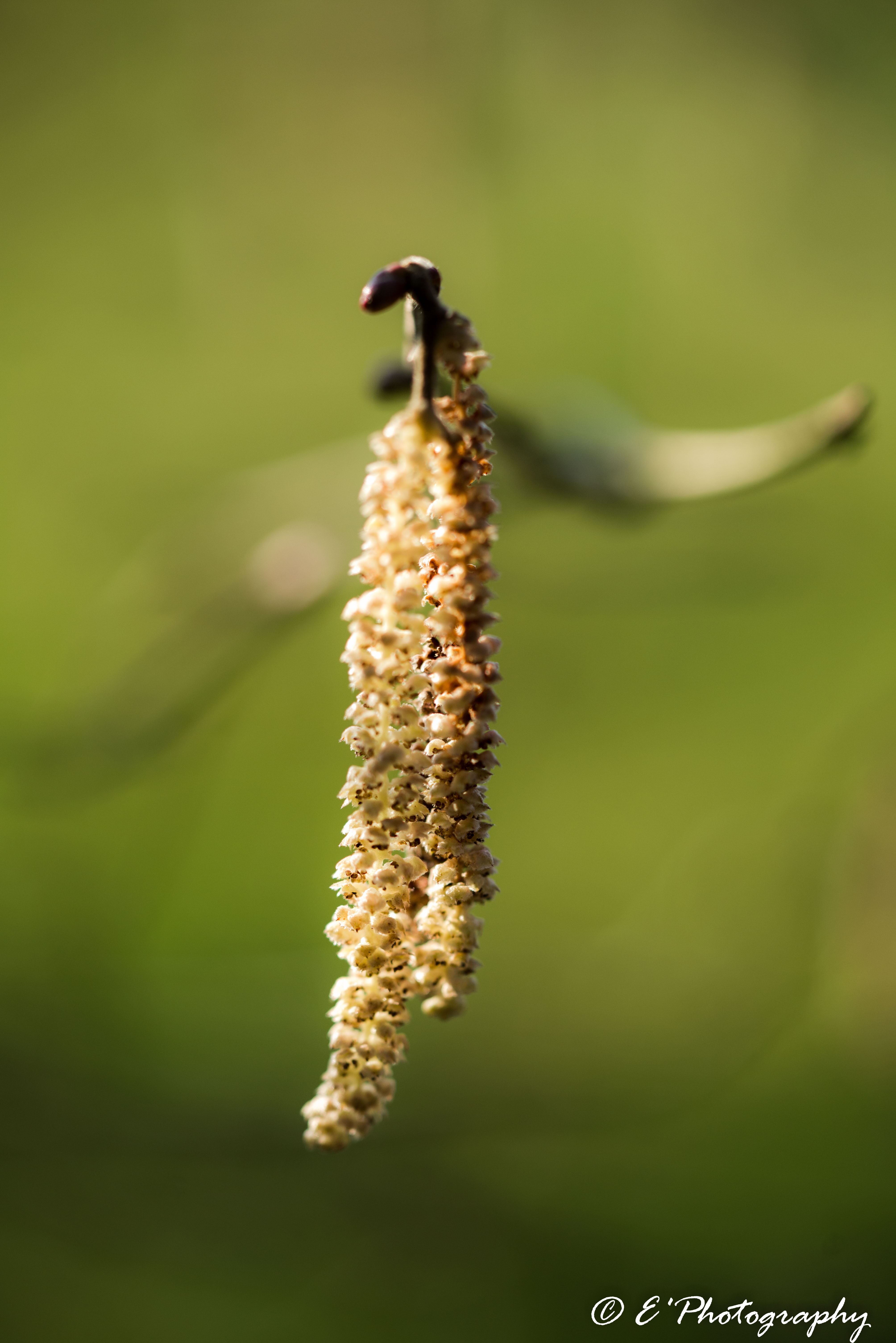 spring-new-life-new-beginnings