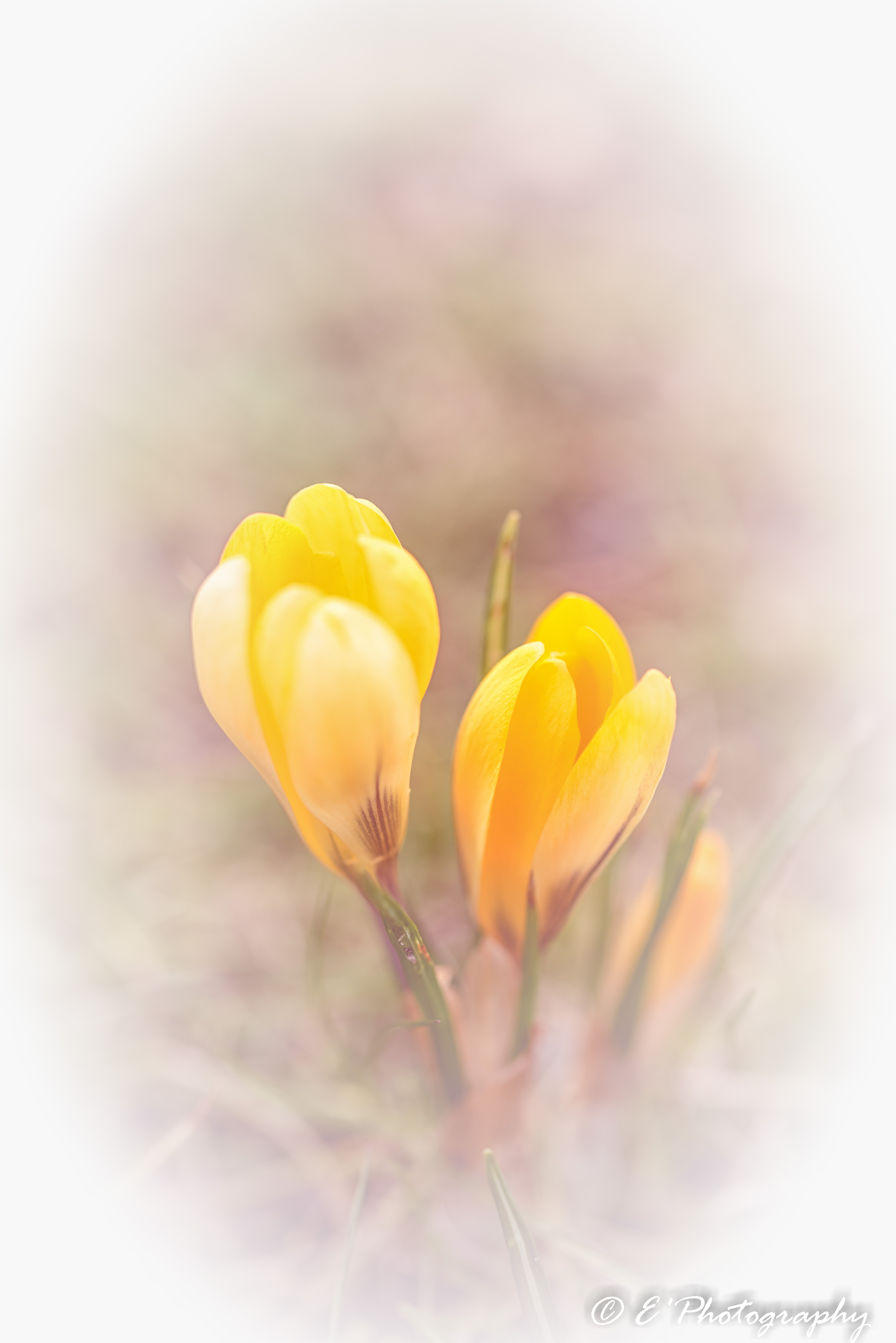 the-colors-of-spring