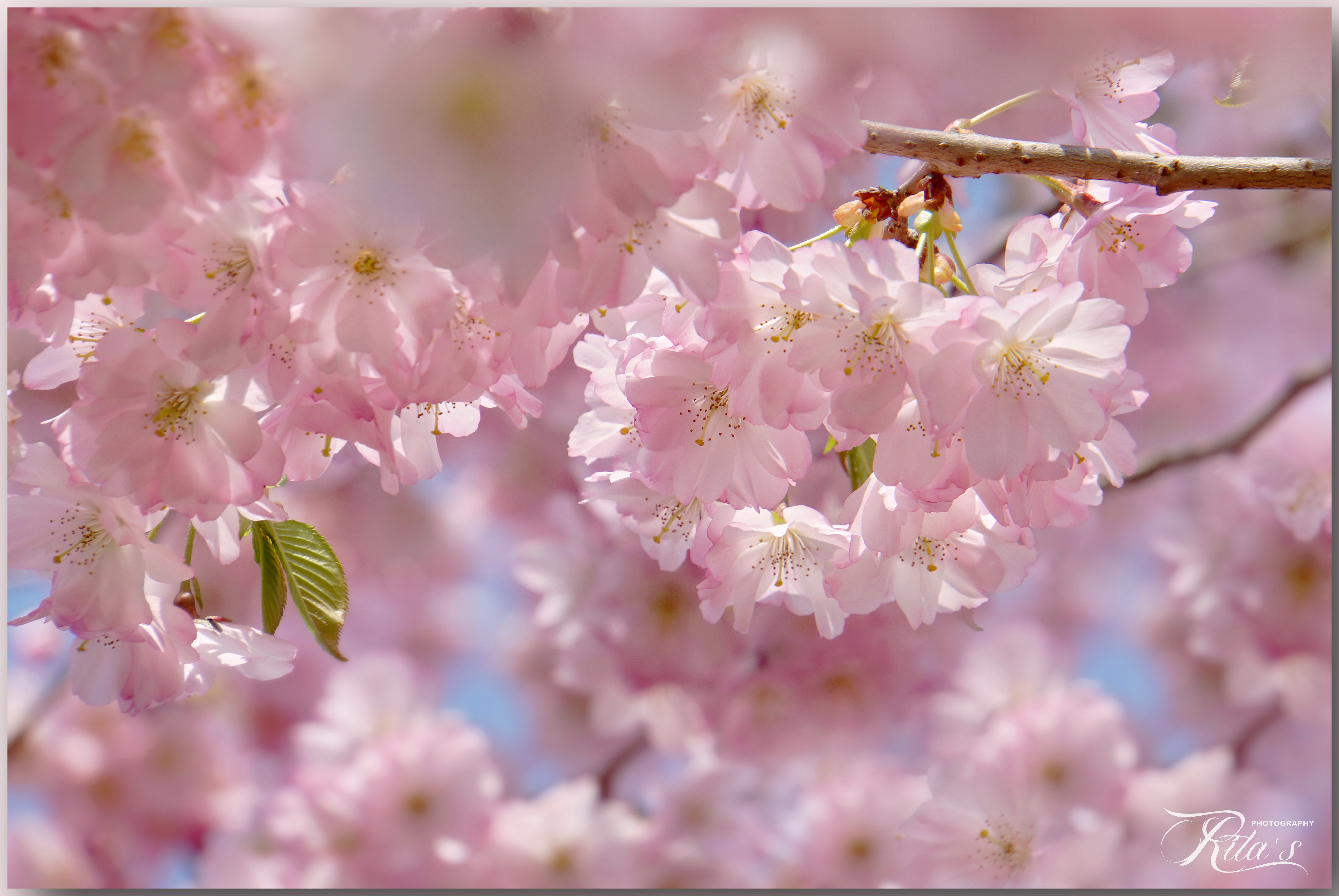 spring-is-in-the-air-7