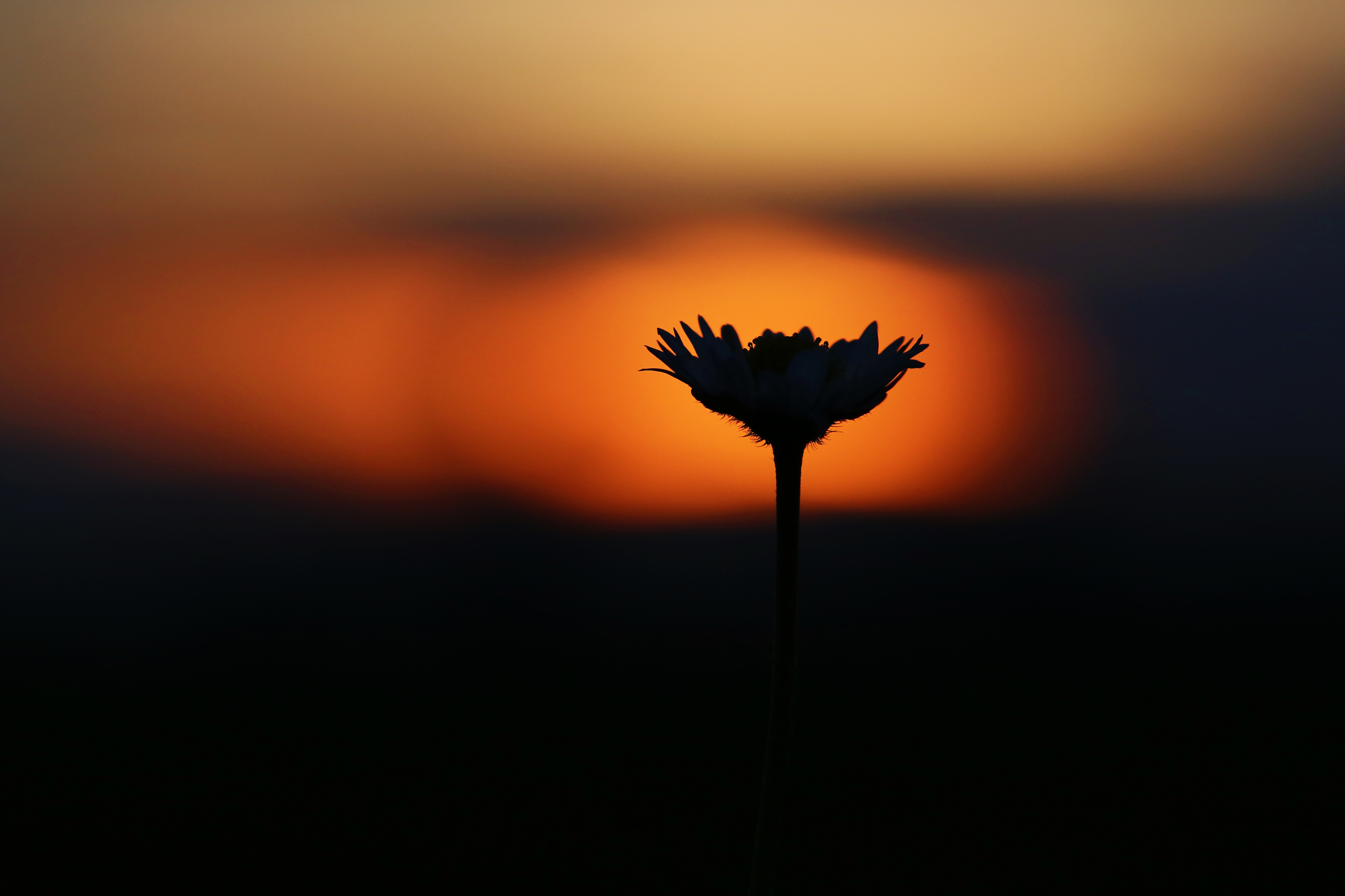 madeliefje-tijdens-zonsondergang