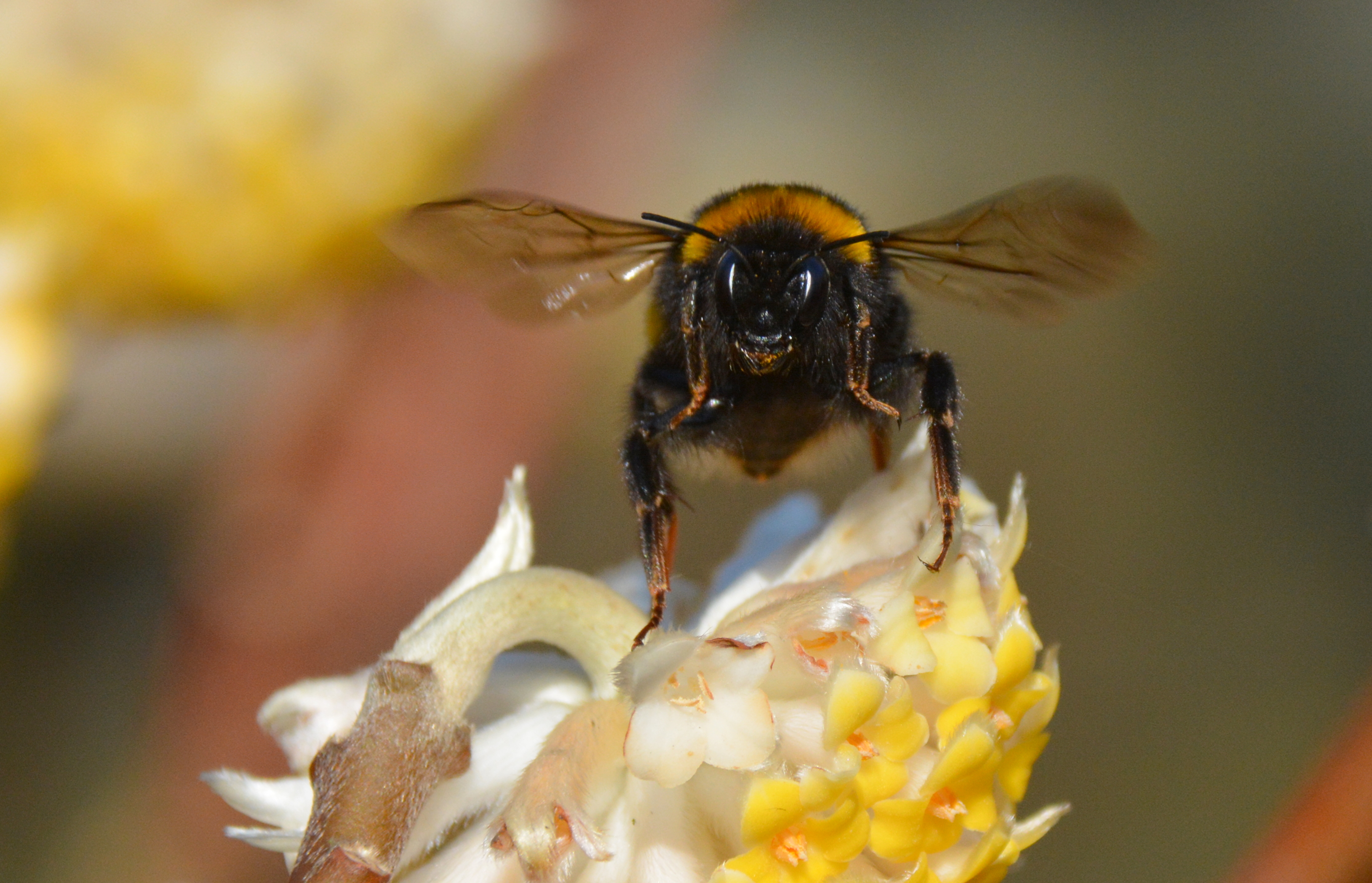 de-lente-begintmijn-eerste-hommel-2016