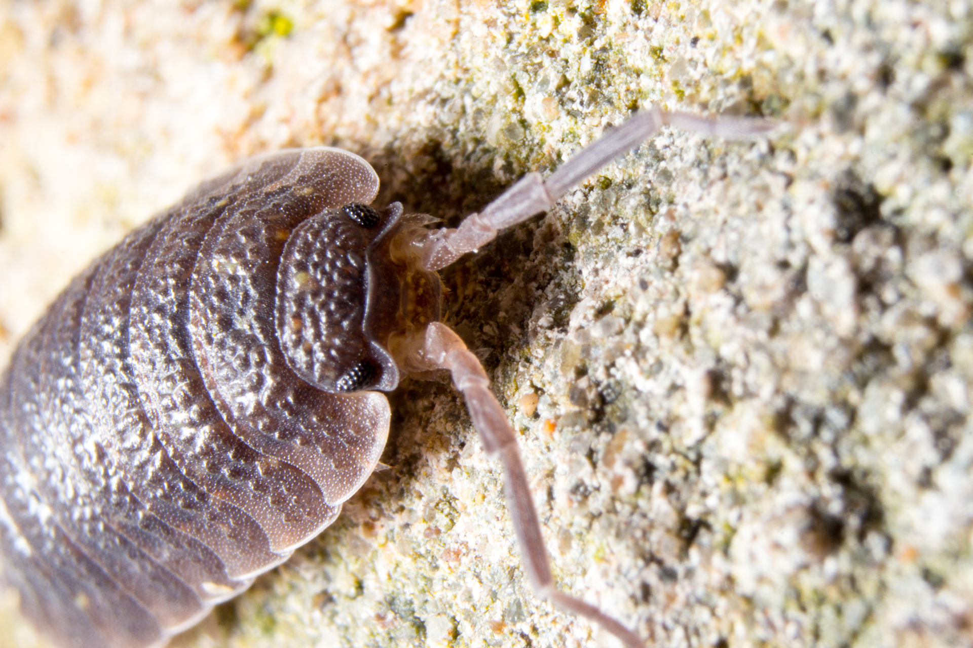 creepy-crawler-diy-macro