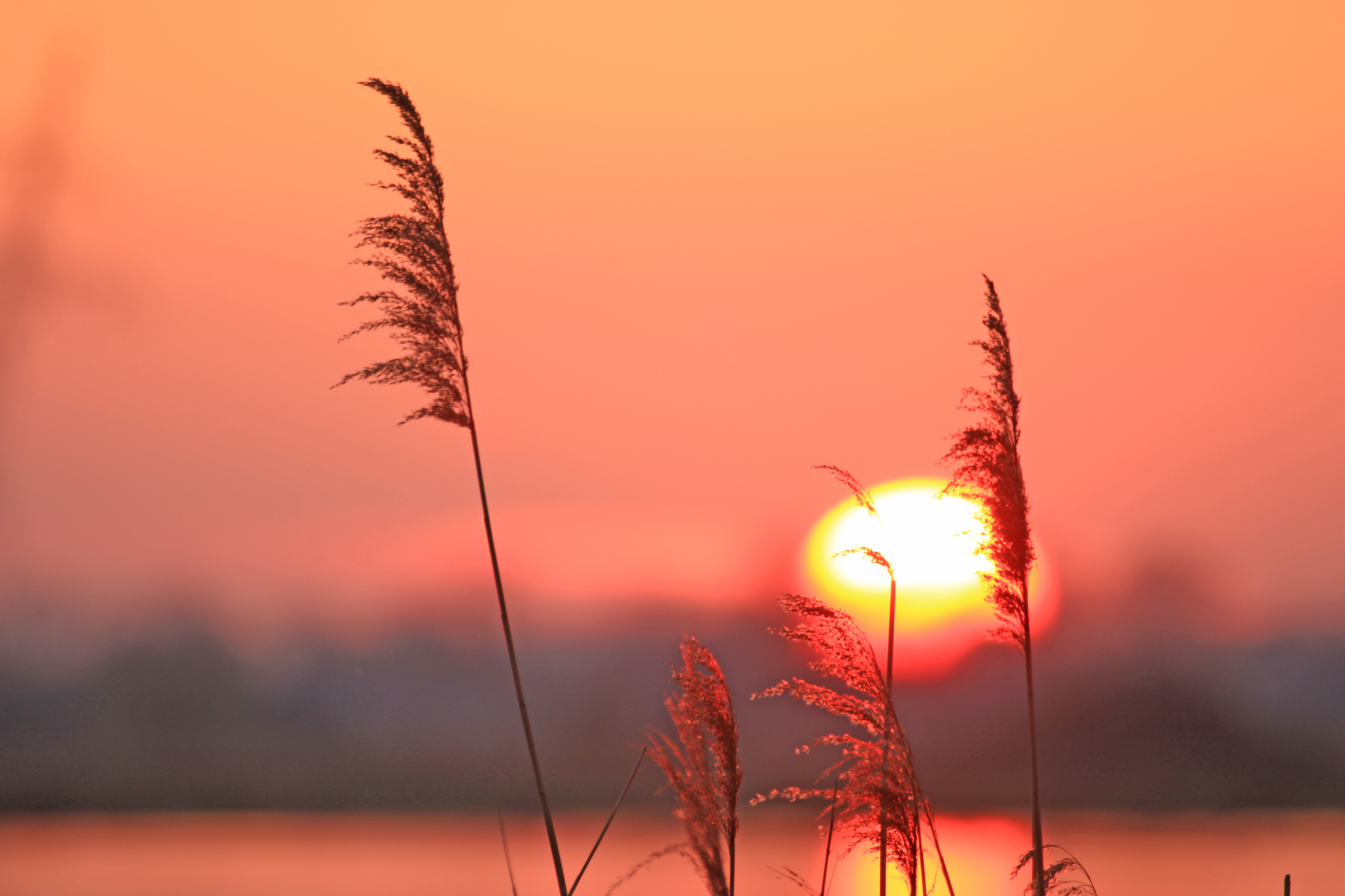 krachtige-lente-zonnetje-gaat-onder