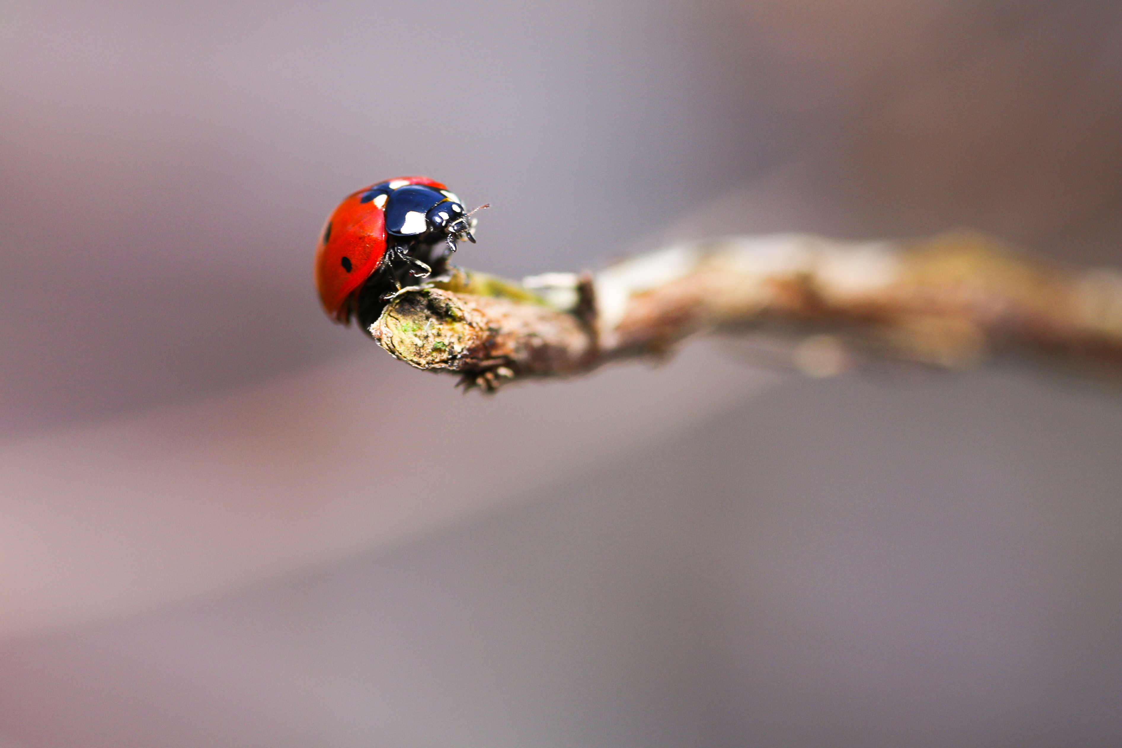 lieveheersbeestje-in-de-voorjaarszon