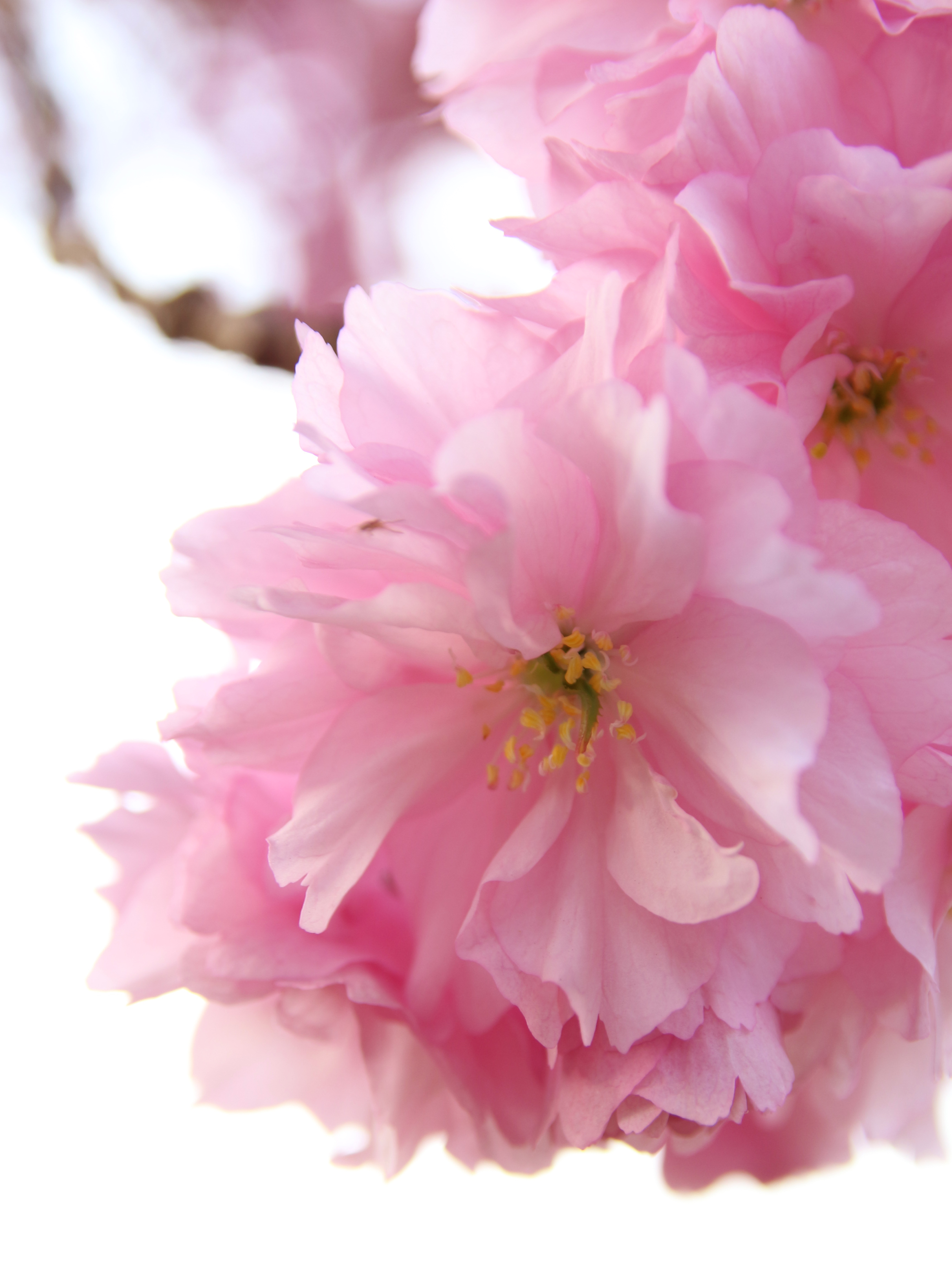 bloesem-betekent-lente