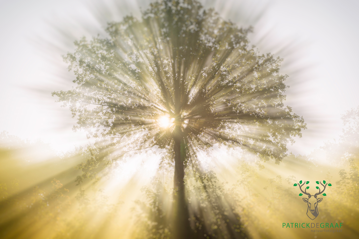 let-the-spring-begin