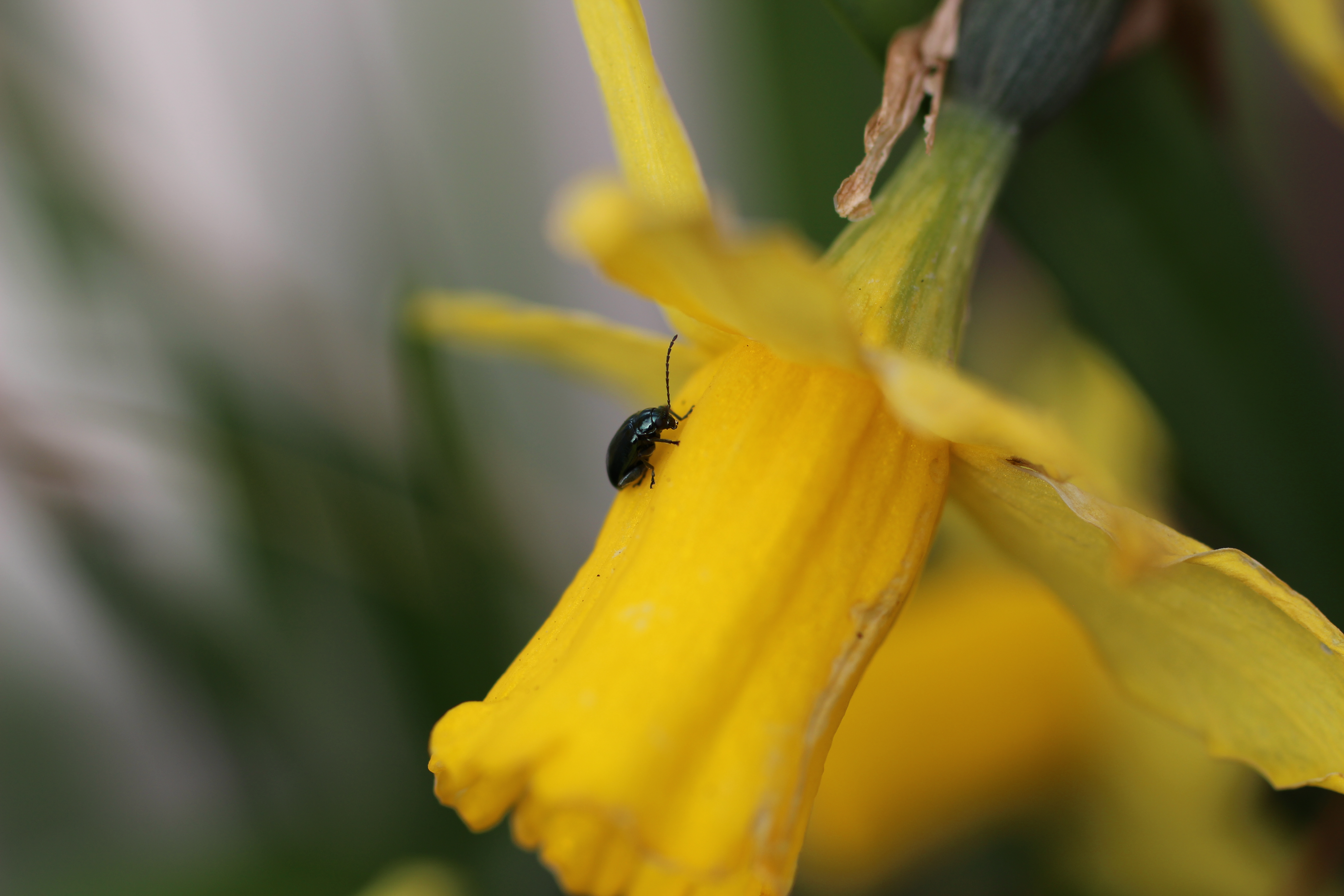 narcissus-met-gezelsschap